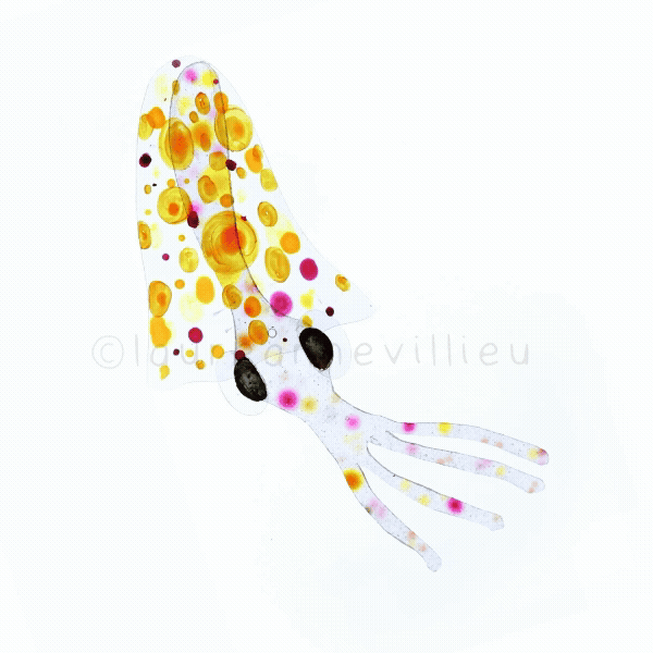 Cephalopod