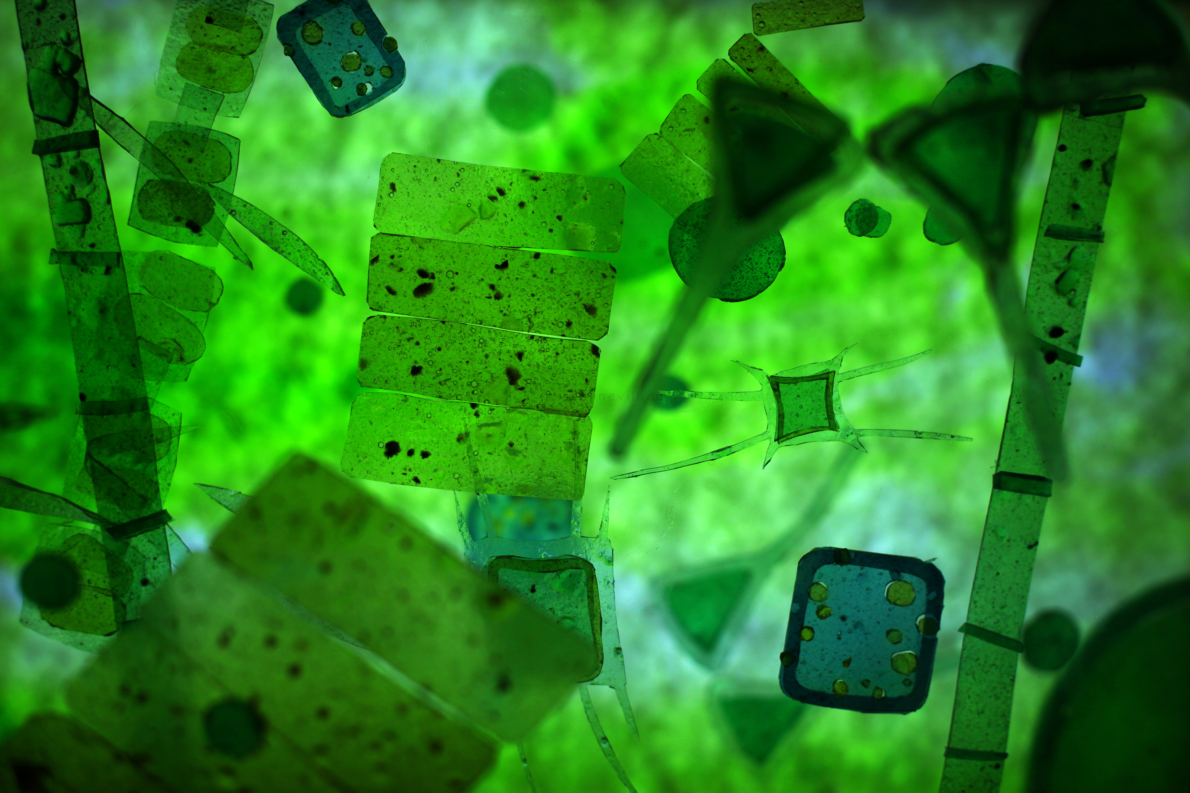 Microalguae forest