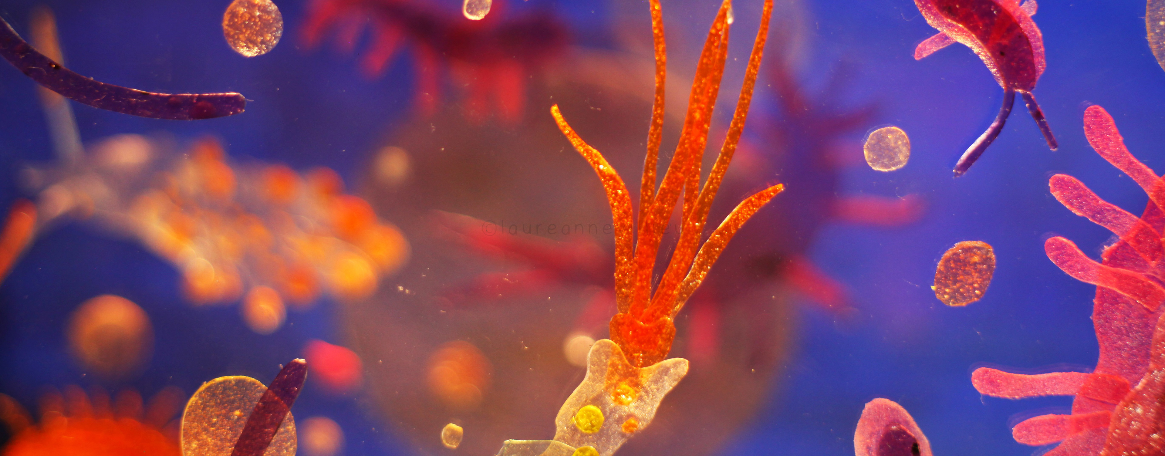 Planctoteuthis