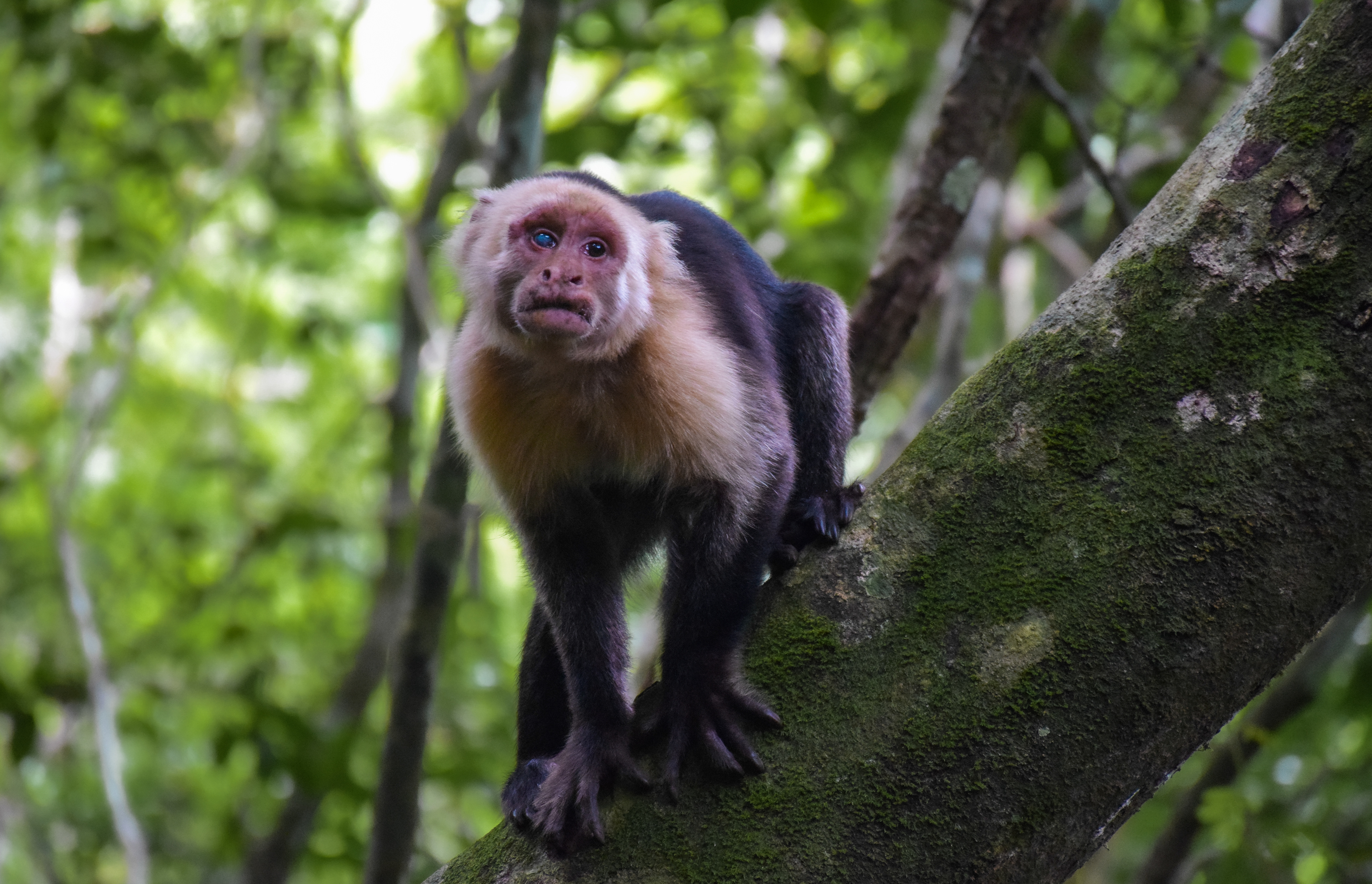 Catarata de Montezuma • Montezuma, Nicoya Peninsula, Costa Rica • NikonD5300 140mm f/5.6 1/200 ISO100