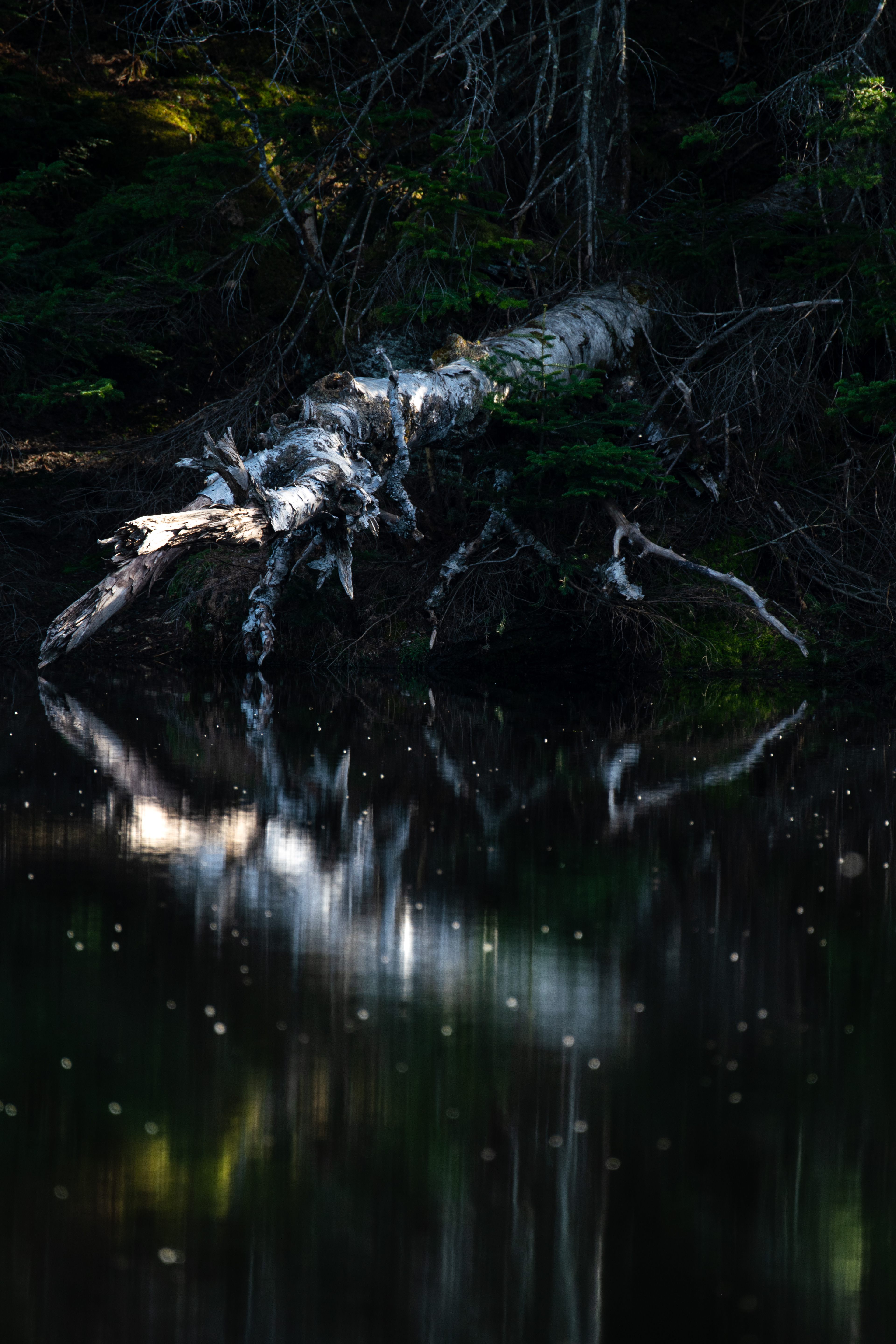 45°5'10"N, 72°32'9"W • Lac Spruce • Sutton, Estrie, Quebec • NikonD5300 400mm f/6.3 1/100 ISO100