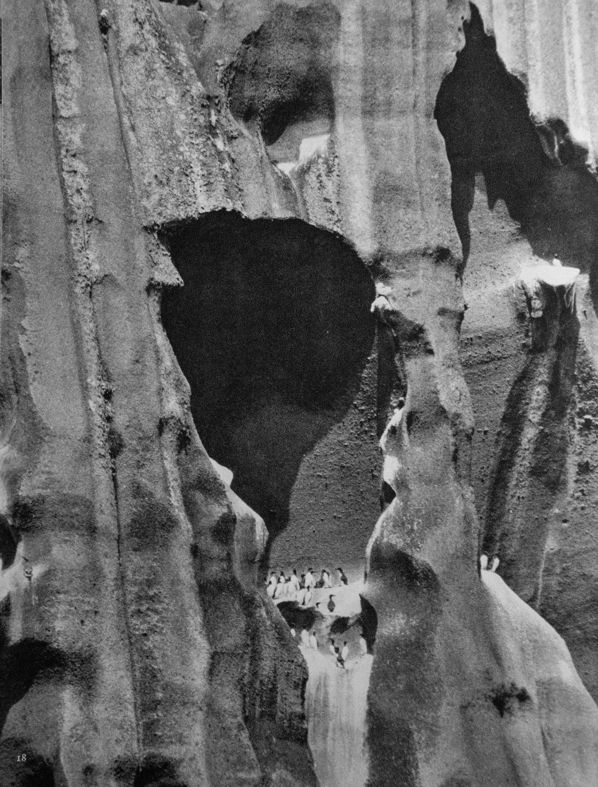 Nids d'oiseaux dans les falaises des Îles Vestmann (1962)