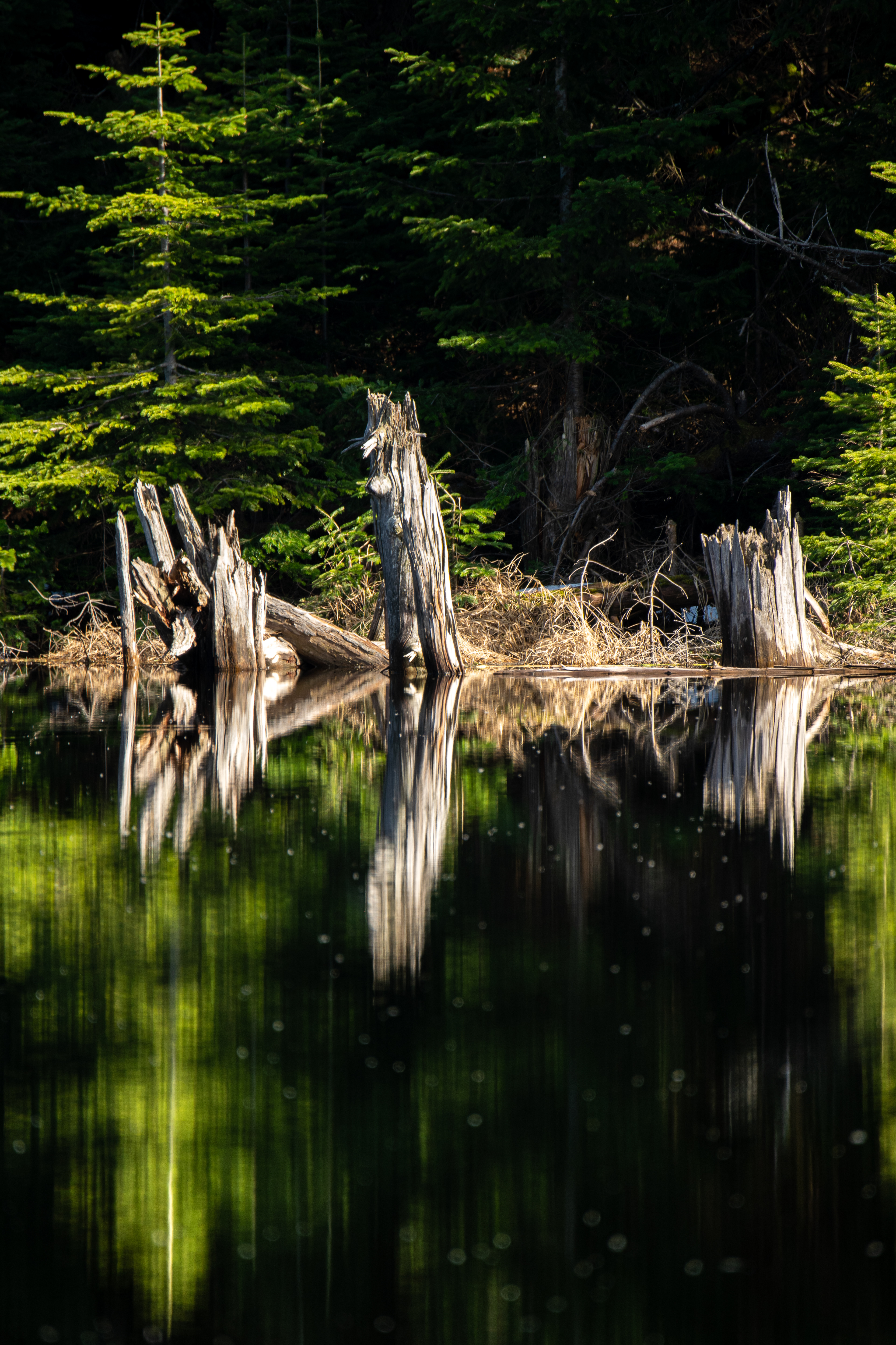 45°5'10"N, 72°32'9"W • Lac Spruce • Sutton, Estrie, Quebec • NikonD5300 400mm f/6.3 1/100 ISO100
