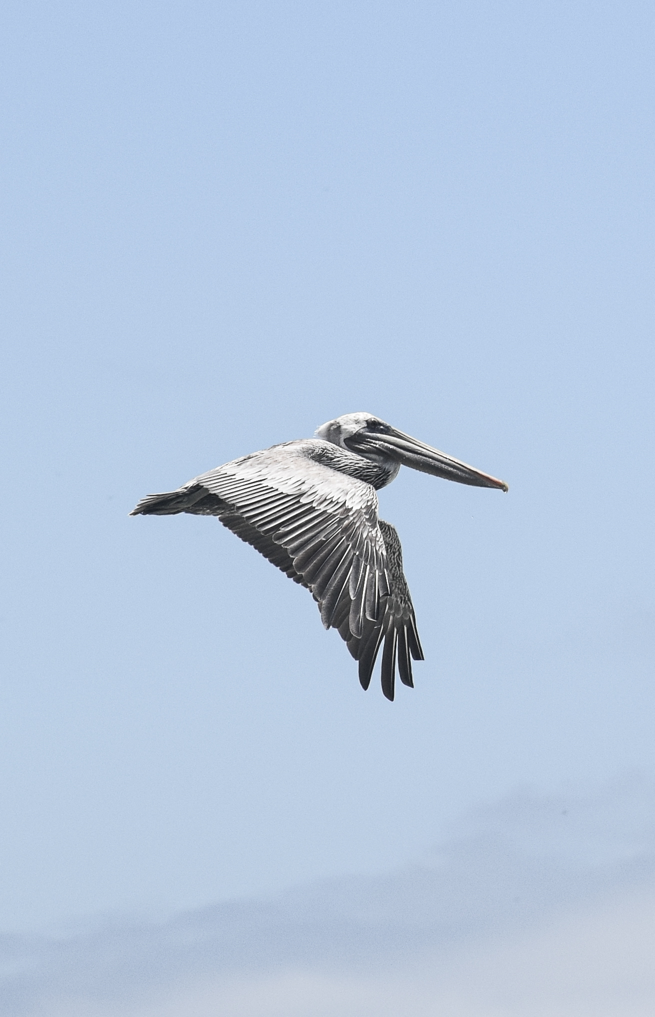 Cabo Blanco • Montezuma, Nicoya Peninsula, Costa Rica • NikonD5300 140mm f/8 1/1000 ISO100