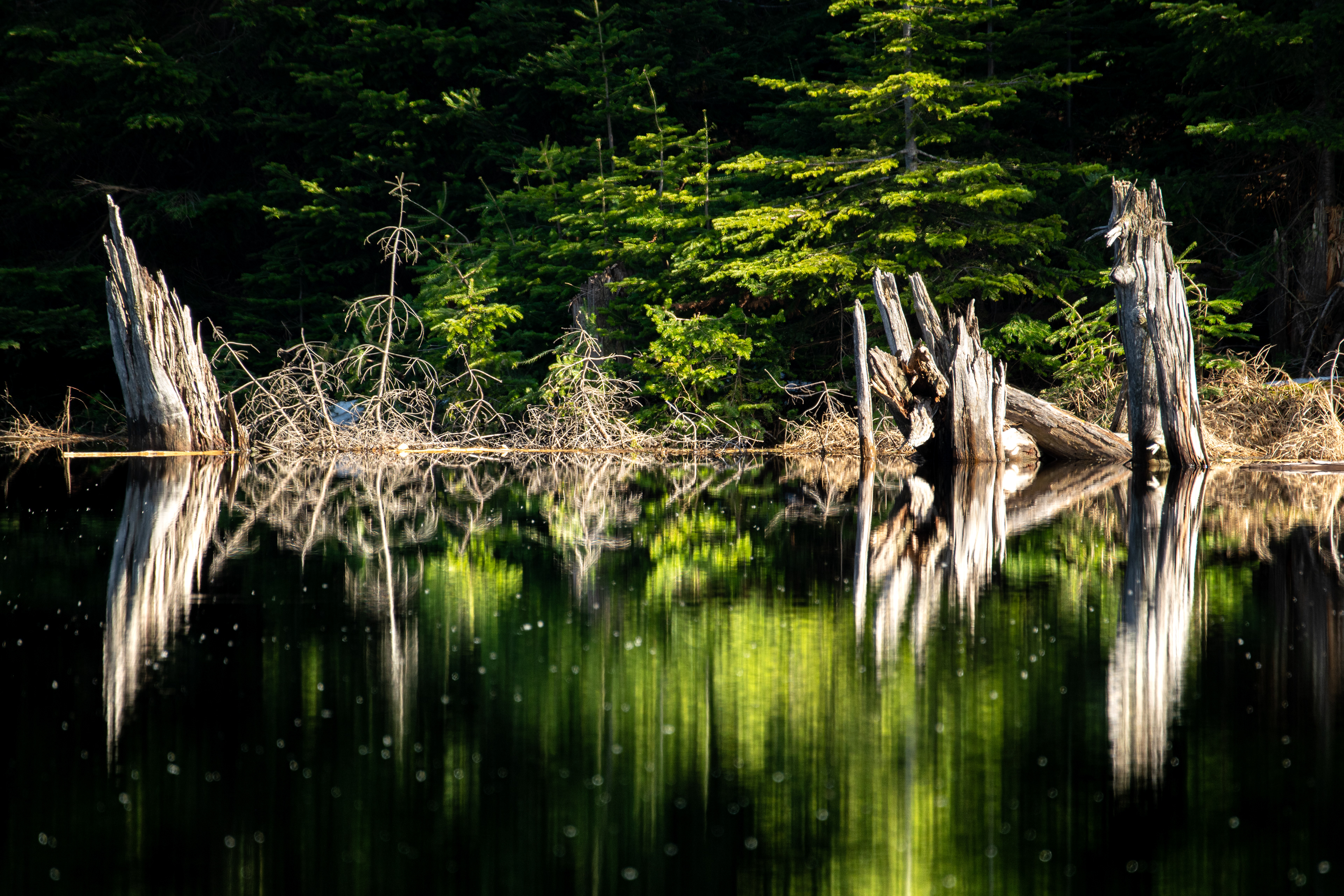 45°5'10"N, 72°32'9"W • Lac Spruce • Sutton, Estrie, Quebec • NikonD5300 400mm f/6.3 1/100 ISO100