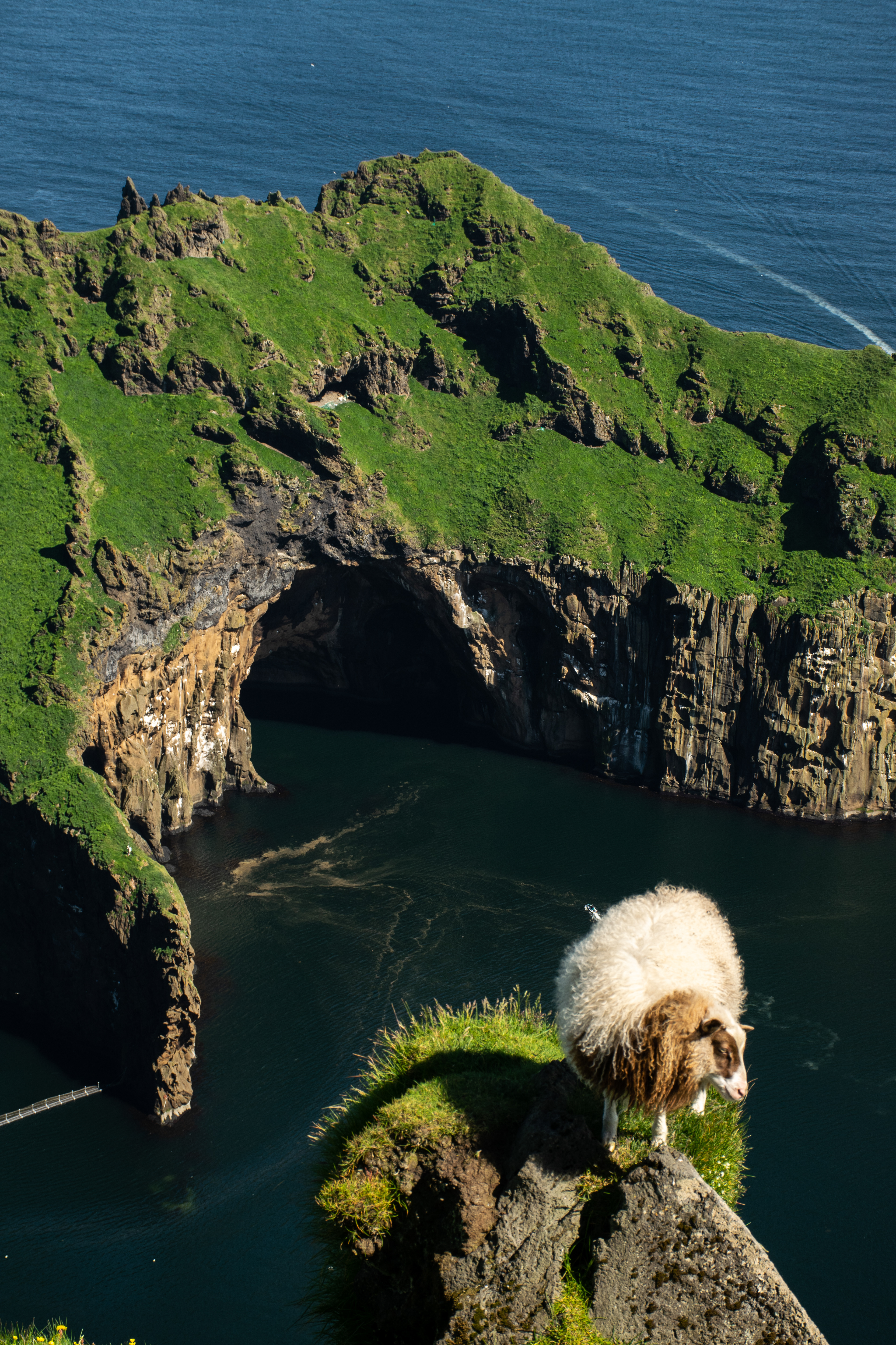 Mouton perché dans les îles Vestmann