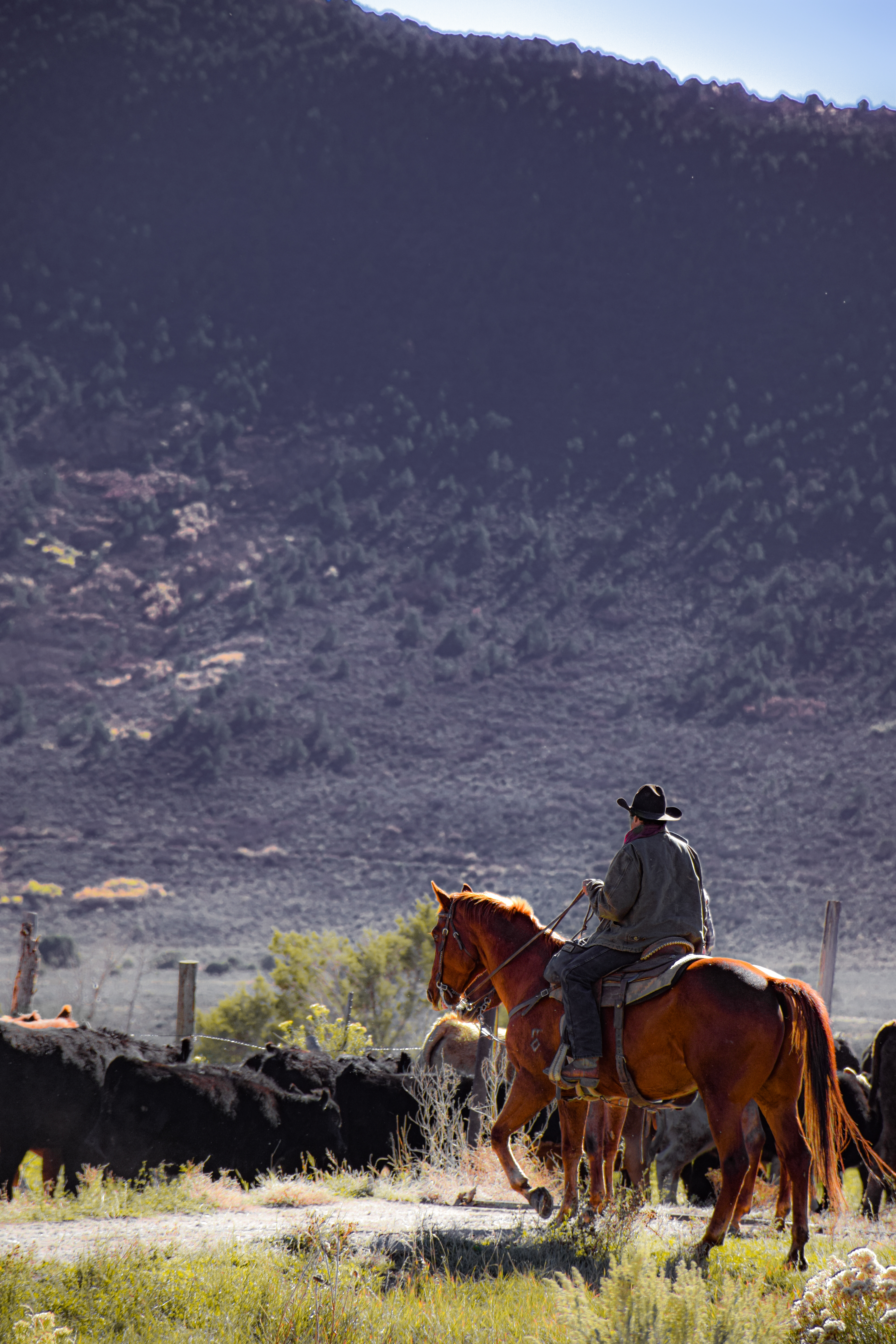 Rifle • Colorado, USA • NikonD5300 140mm f/5.6 1/500 ISO100