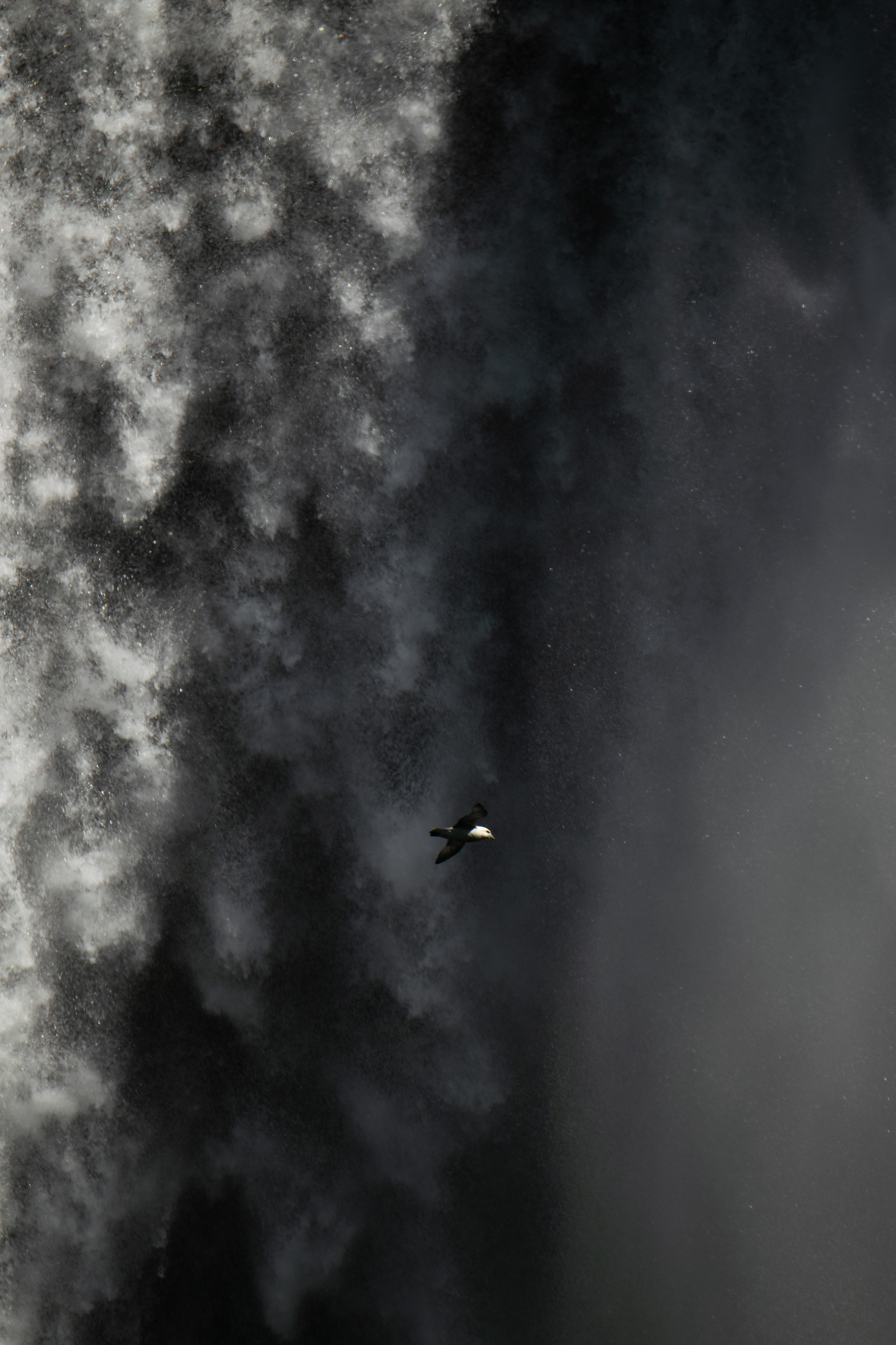 Oiseau traversant la cascade de Skógafoss