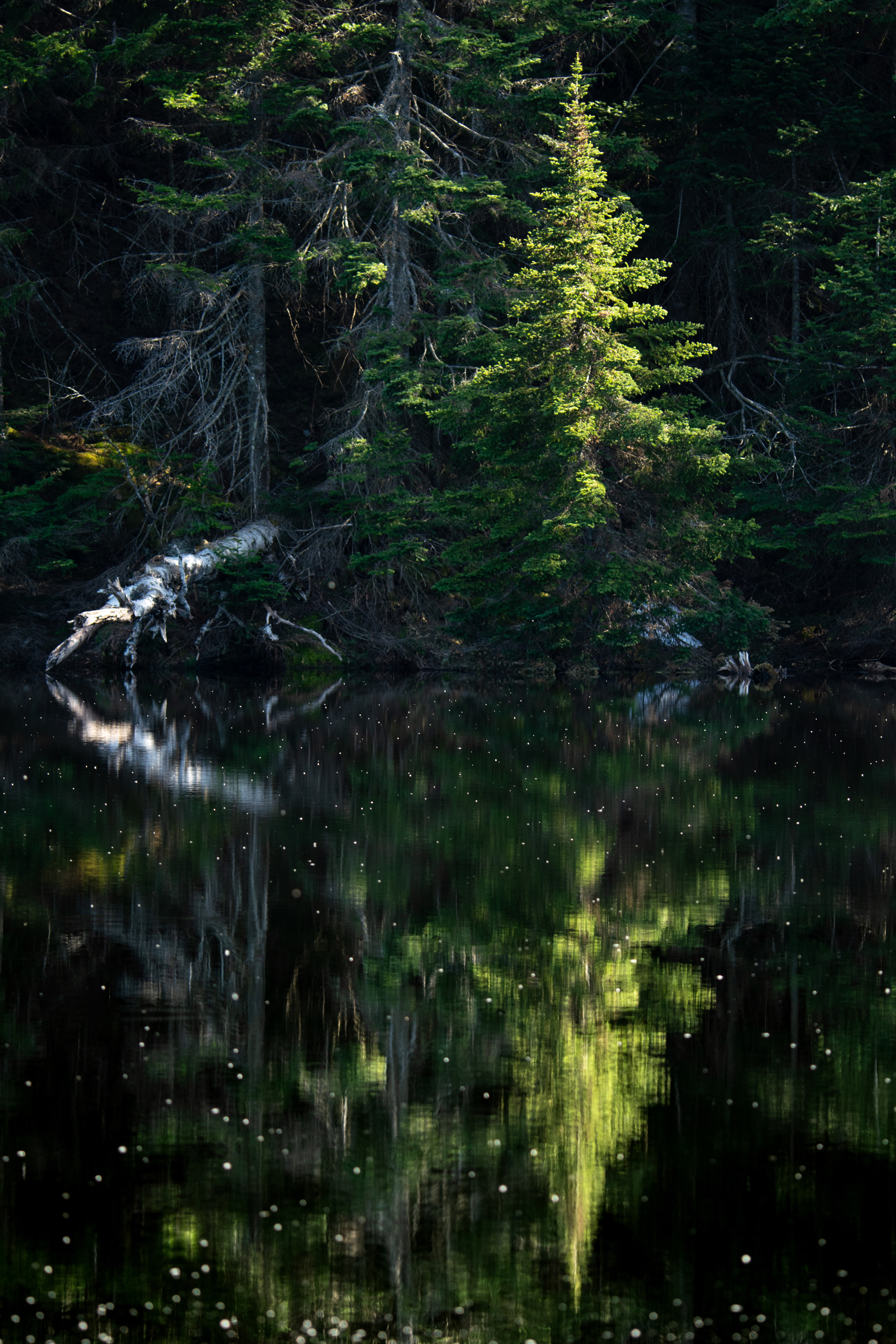 45°5'10"N, 72°32'9"W • Lac Spruce • Sutton, Estrie, Quebec • NikonD5300 160mm f/5.6 1/100 ISO100