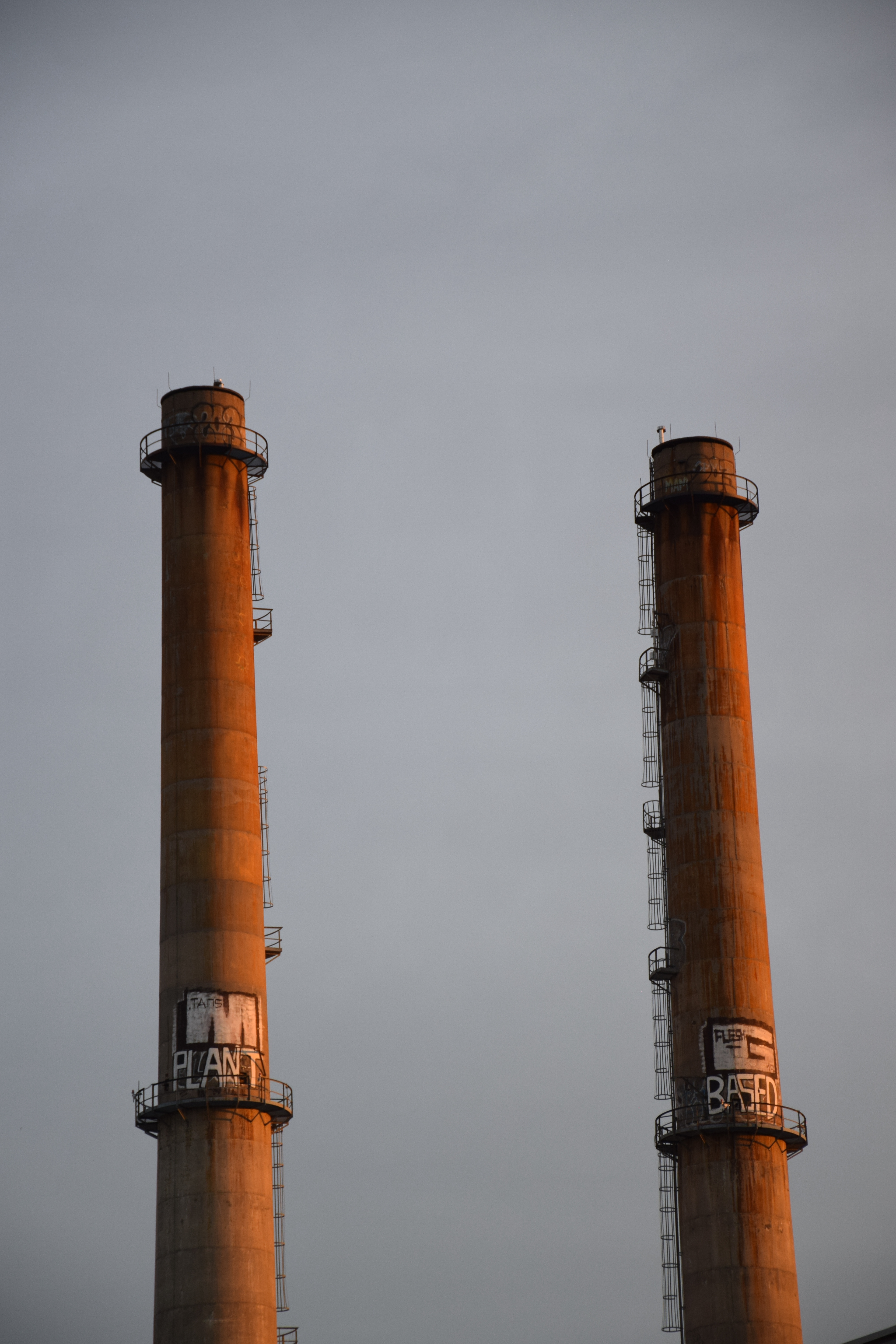 Plant-Based • Montréal, Québec, Canada • NikonD5300 90mm f/6.3 1/160 ISO100