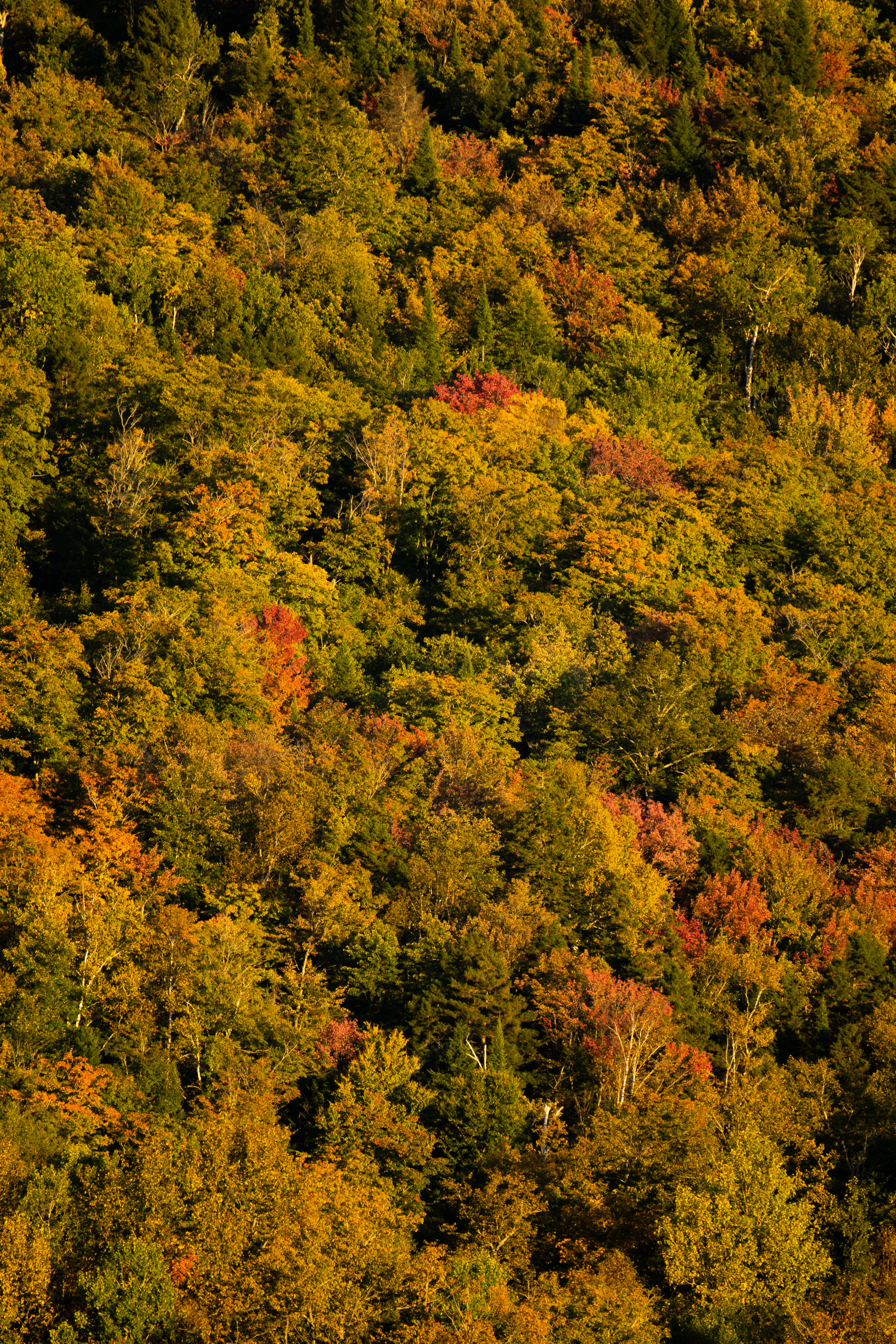 La Conception • Laurentides, Quebec, Canada • NikonD5300 400mm f/6.3 1/160 ISO100