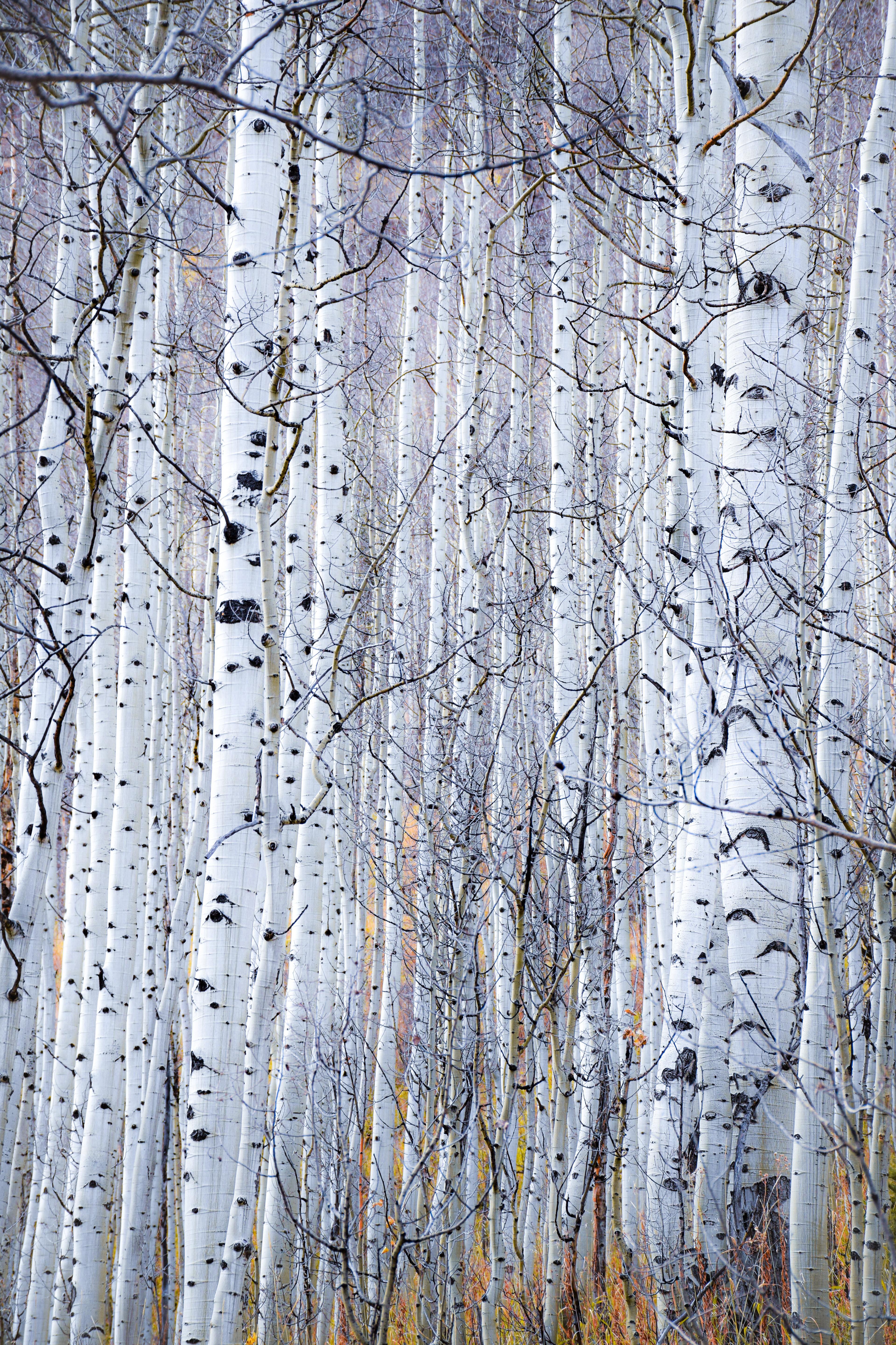 Aspen Trees • Aspen, Colorado, USA • NikonD5300 70mm f/8 1/250 ISO100