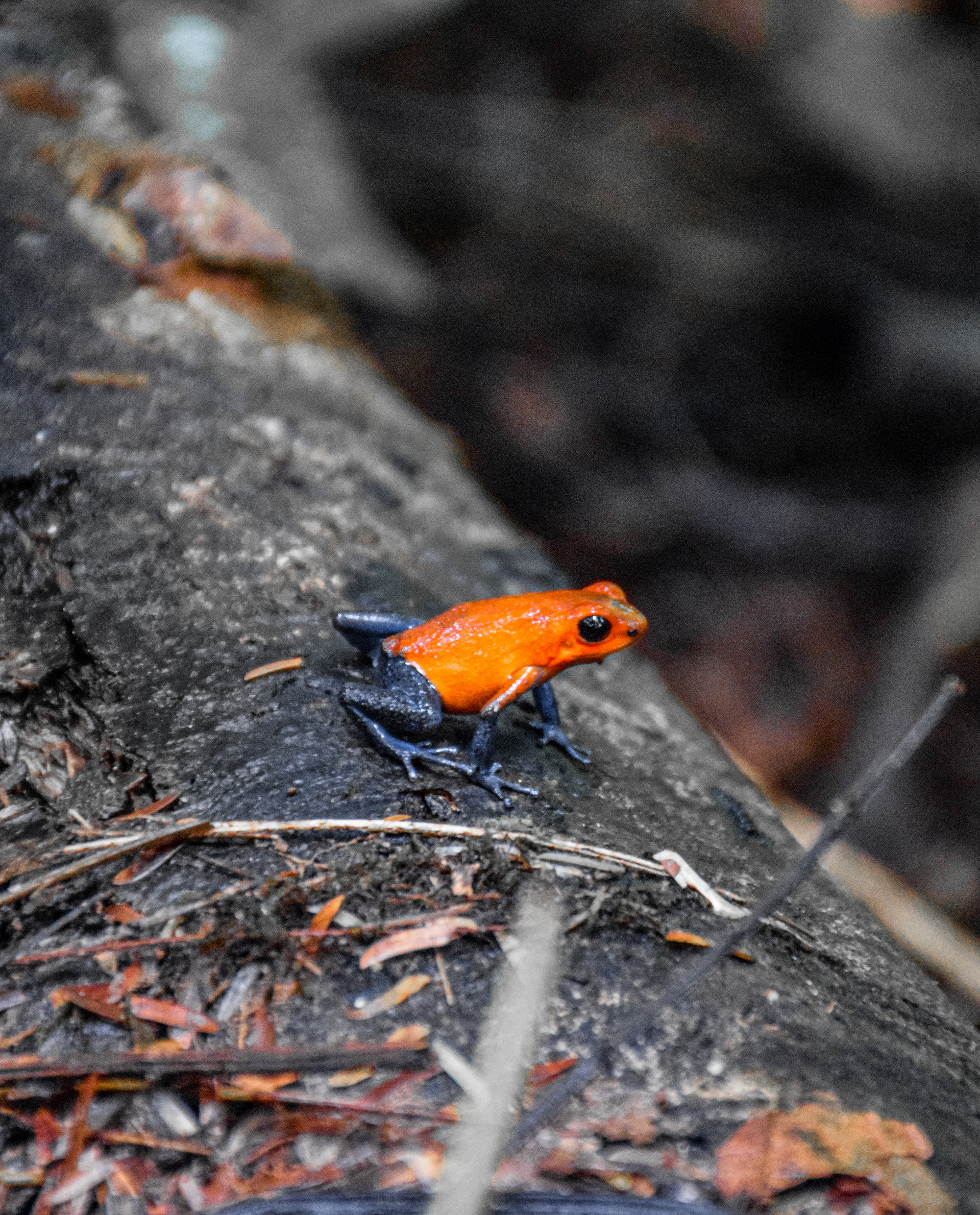 La Fortuna • Costa Rica • NikonD5300 140mm f/5.6 1/60 ISO100