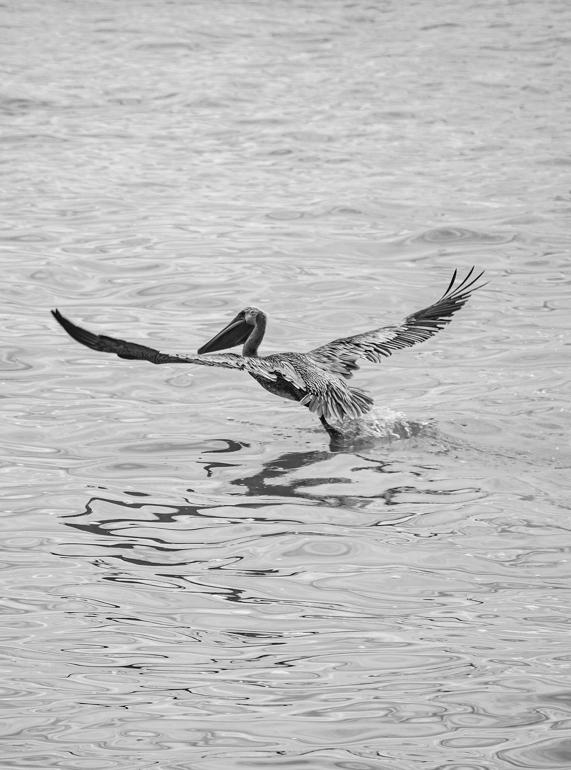 Cabo Blanco • Montezuma, Nicoya Peninsula, Costa Rica • NikonD5300 140mm f/7.1 1/800 ISO100