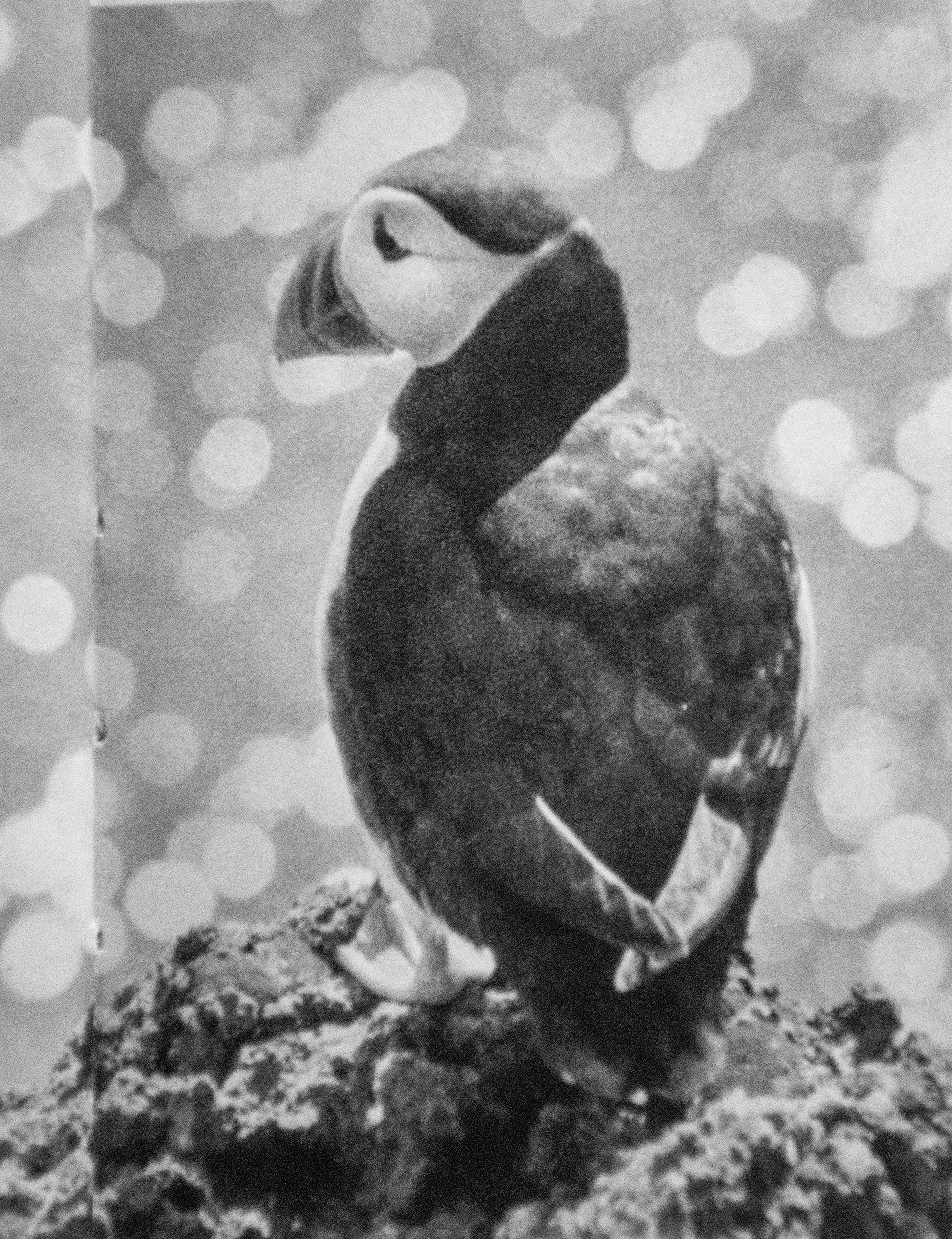 Macareux sur les îles Vestmann (1962)