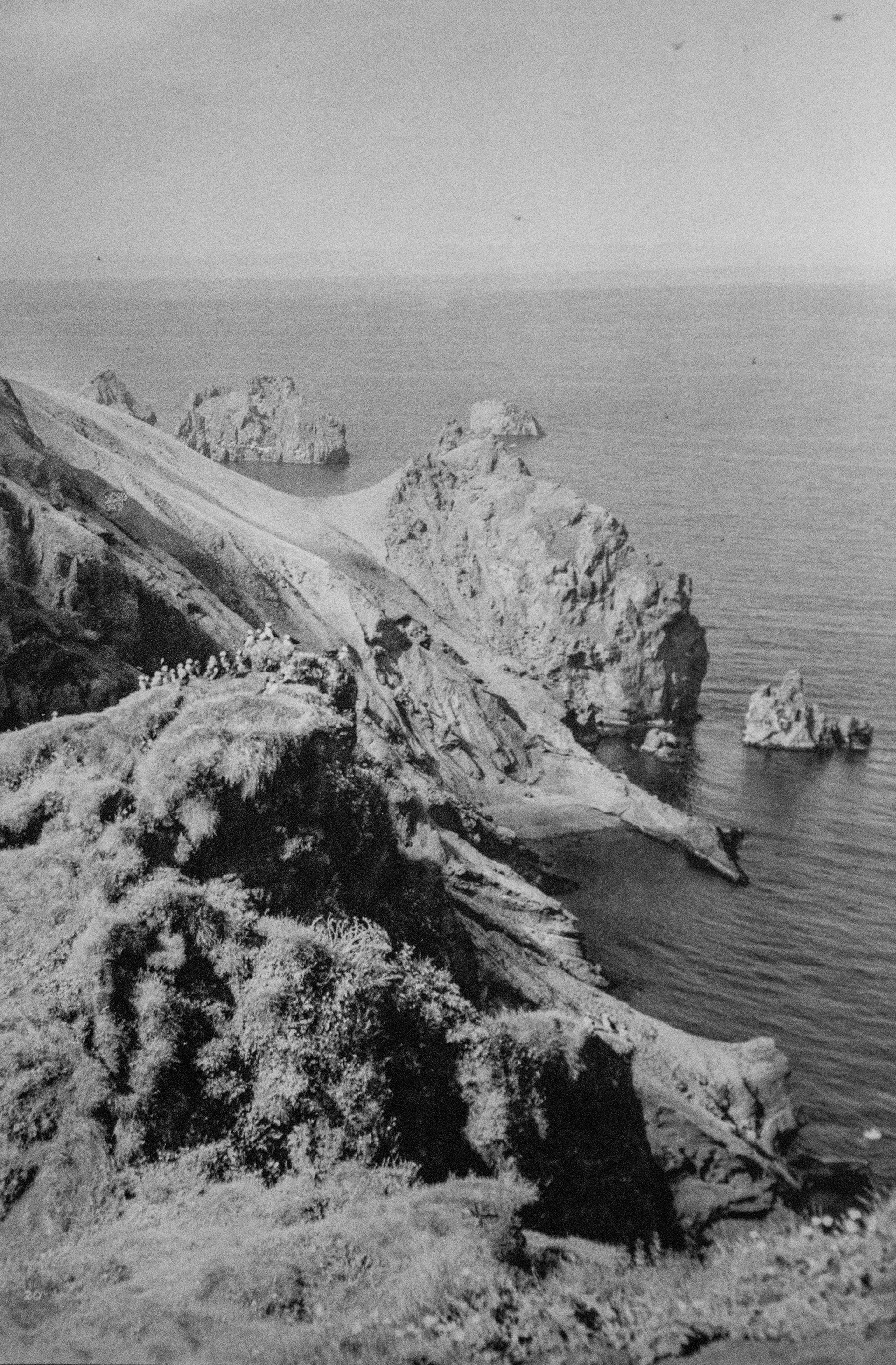 Macareux sur les îles Vestmann (1962)