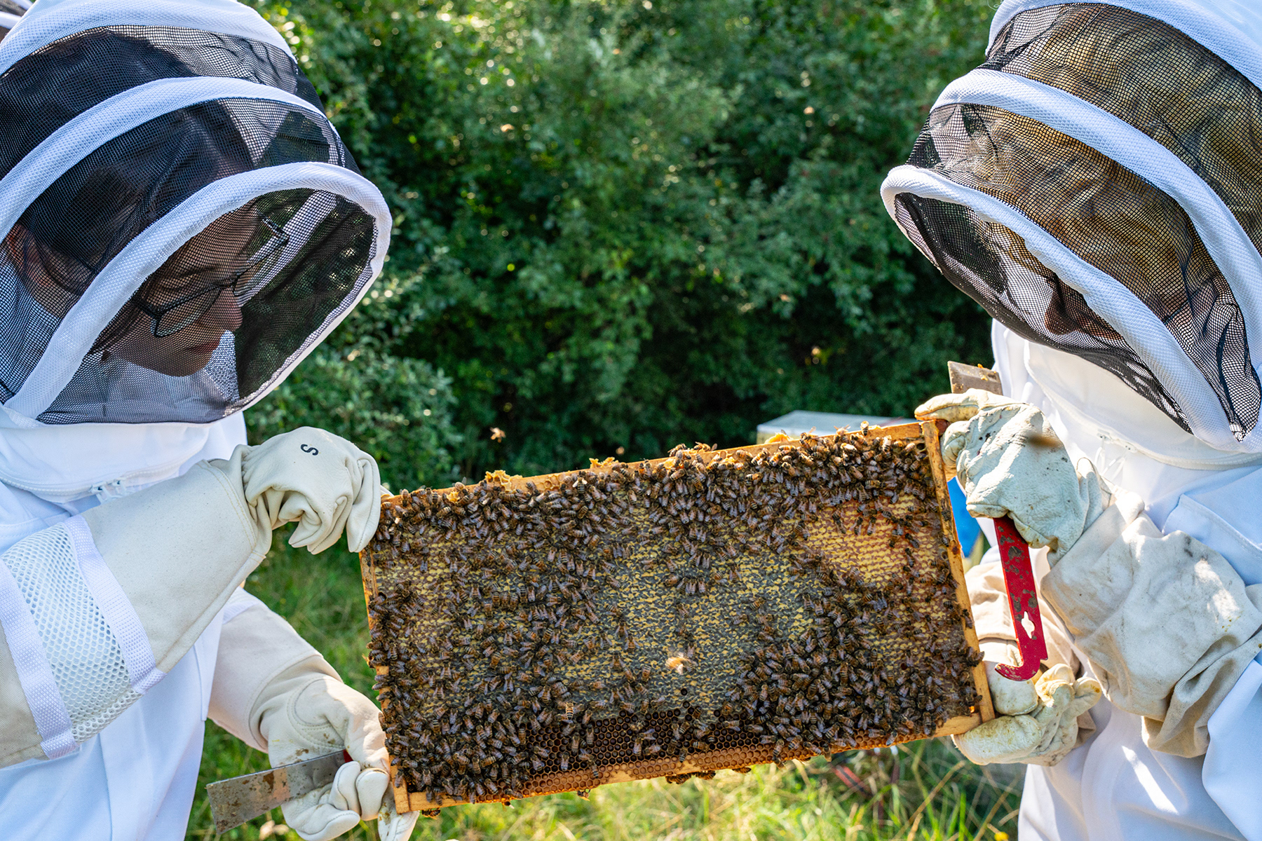 Caroline Pontius and Emmett Beggs, students at the Rochester Institute of Technology, remove one of the frames from a hive during the annual honey harvest performed by the school’s beekeeping club, in Henrietta, NY on Sept. 3, 2023.
