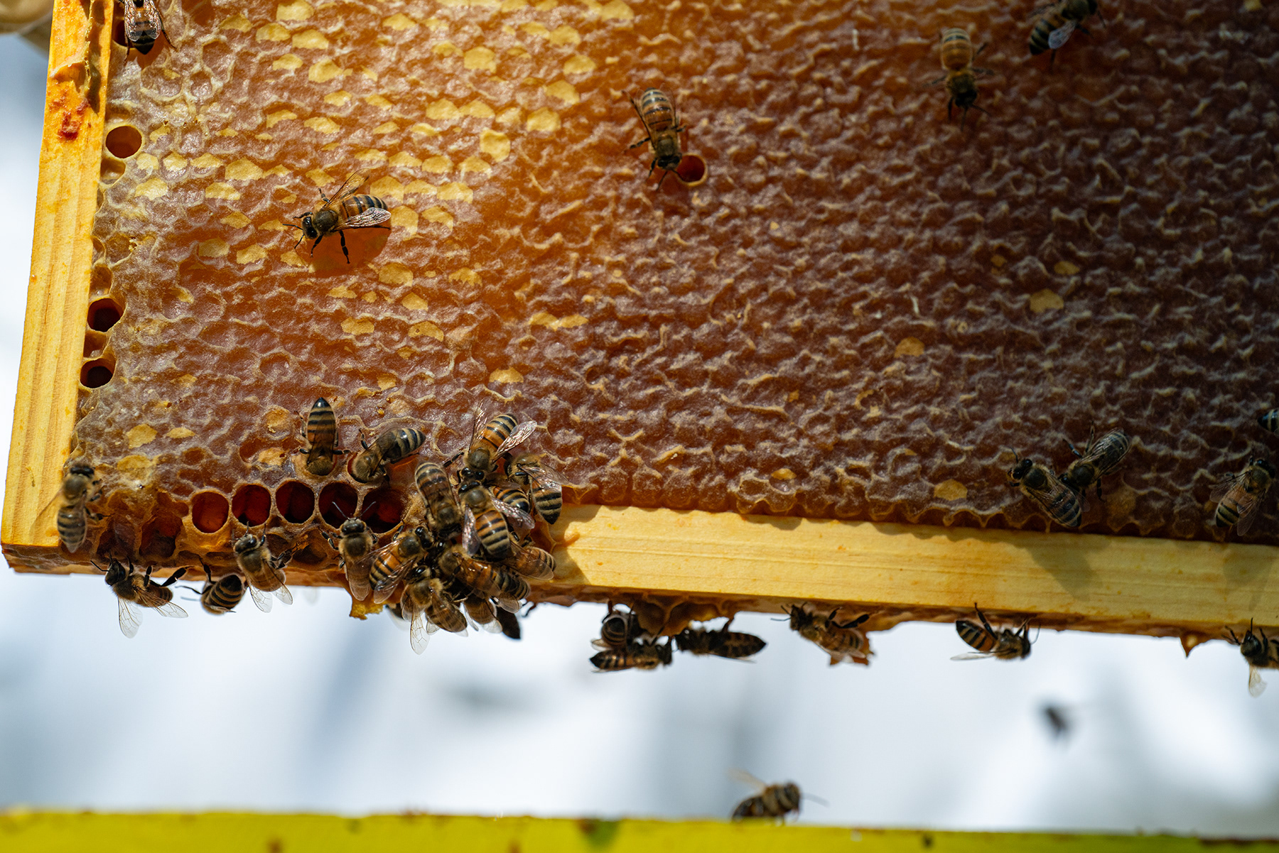 Bees on one of the frames removed from a hive during the annual harvest by the RIT beekeeping club.