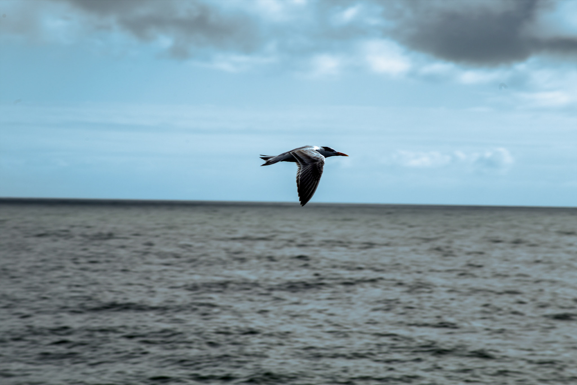 Seagull @ Bay County Pier - Panama City, FL