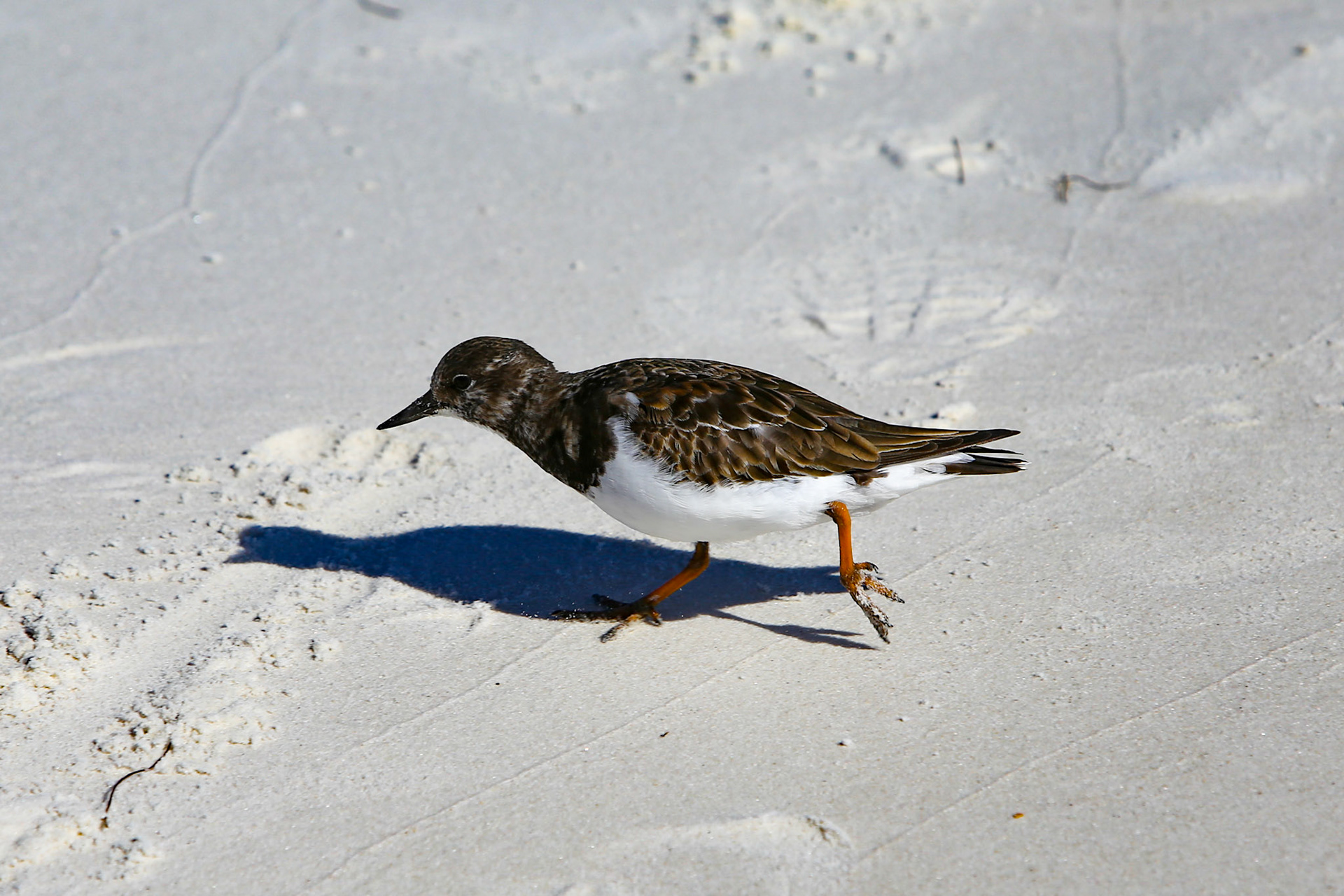 a Sanderling on the beach @ St. Andrews State Park - Panama City, FL