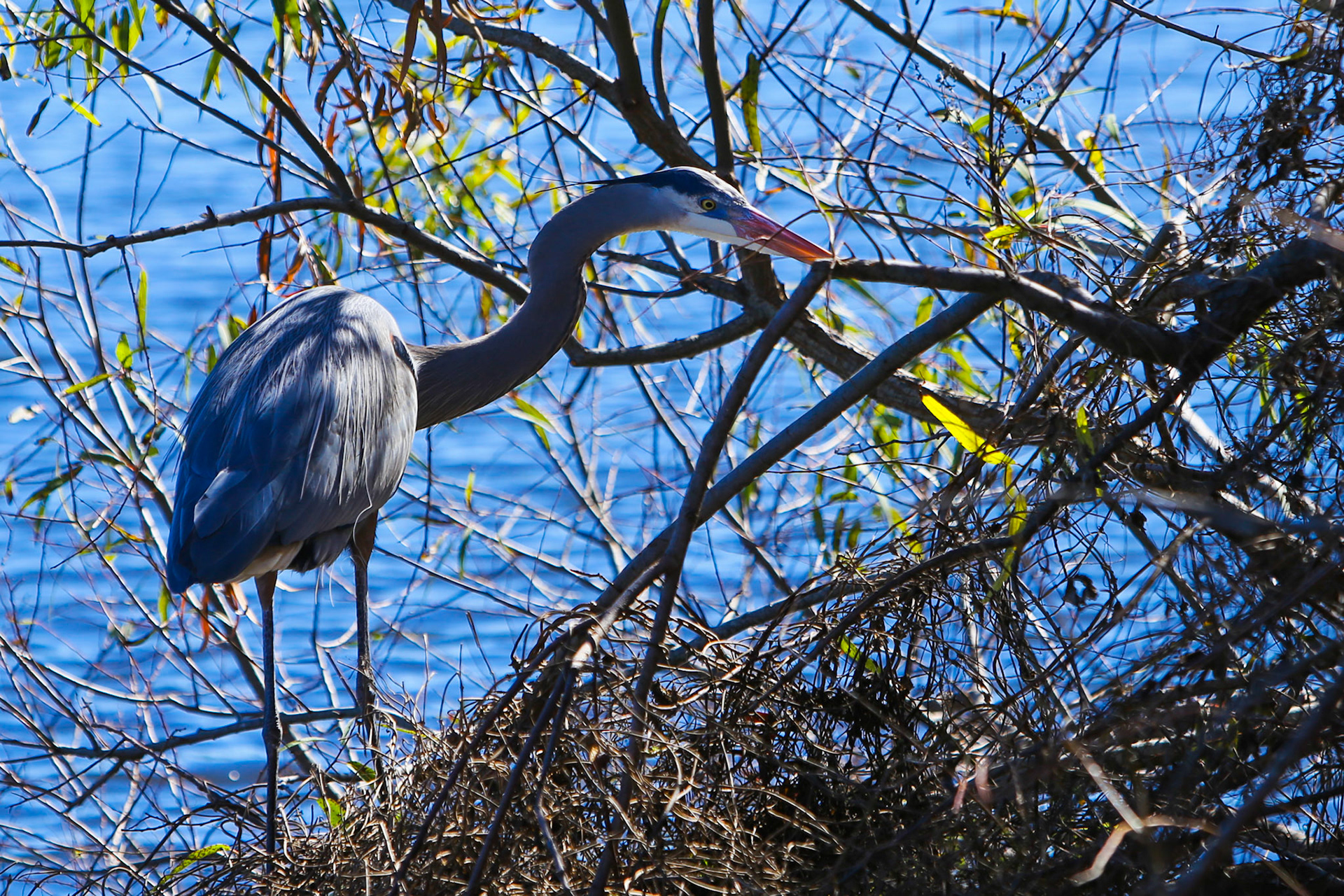 Great Blue Heron @ St. Andrews State Park - Panama City, FL