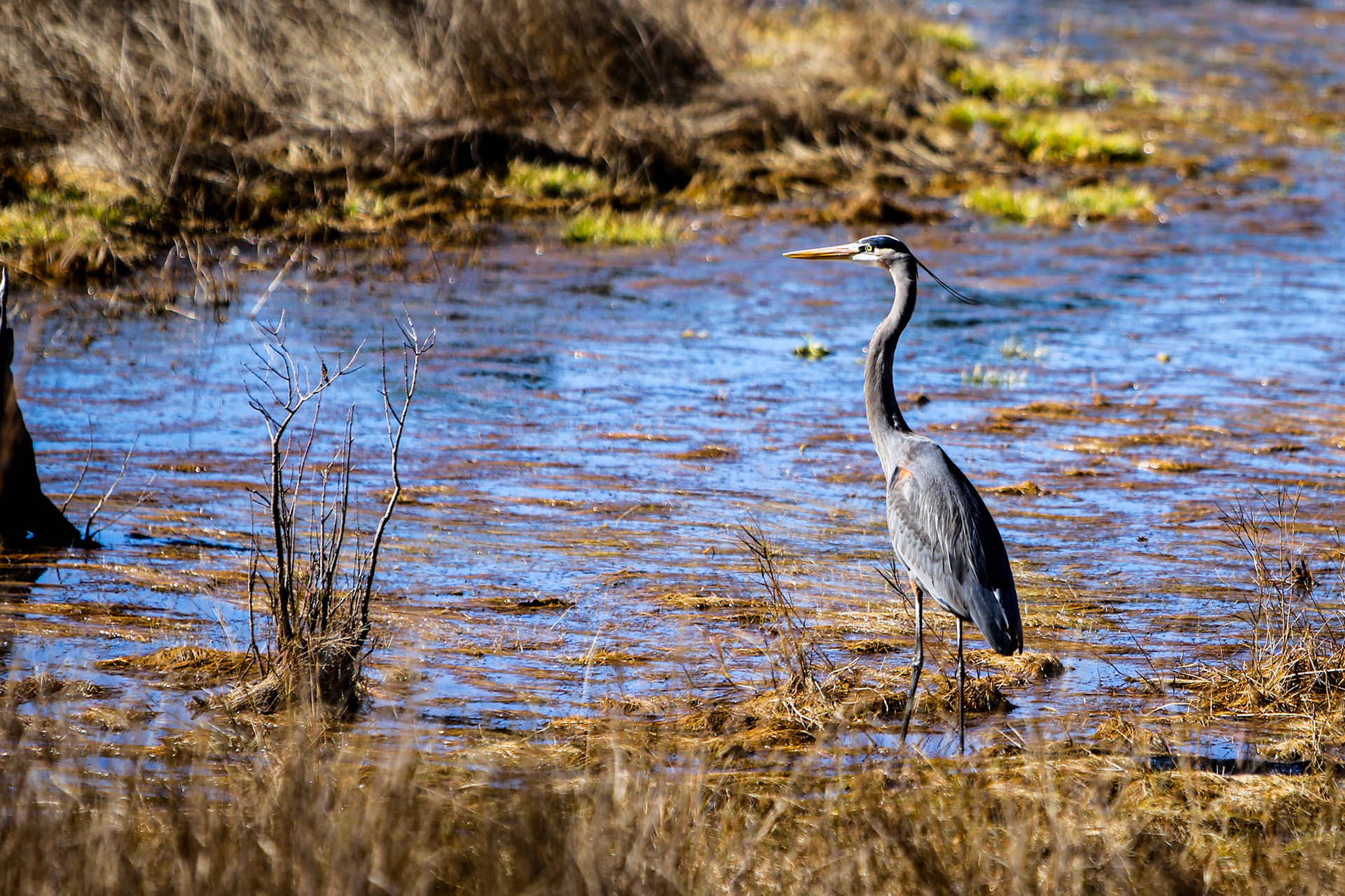 Great Blue Heron @ St. Andrews State Park - Panama City, FL