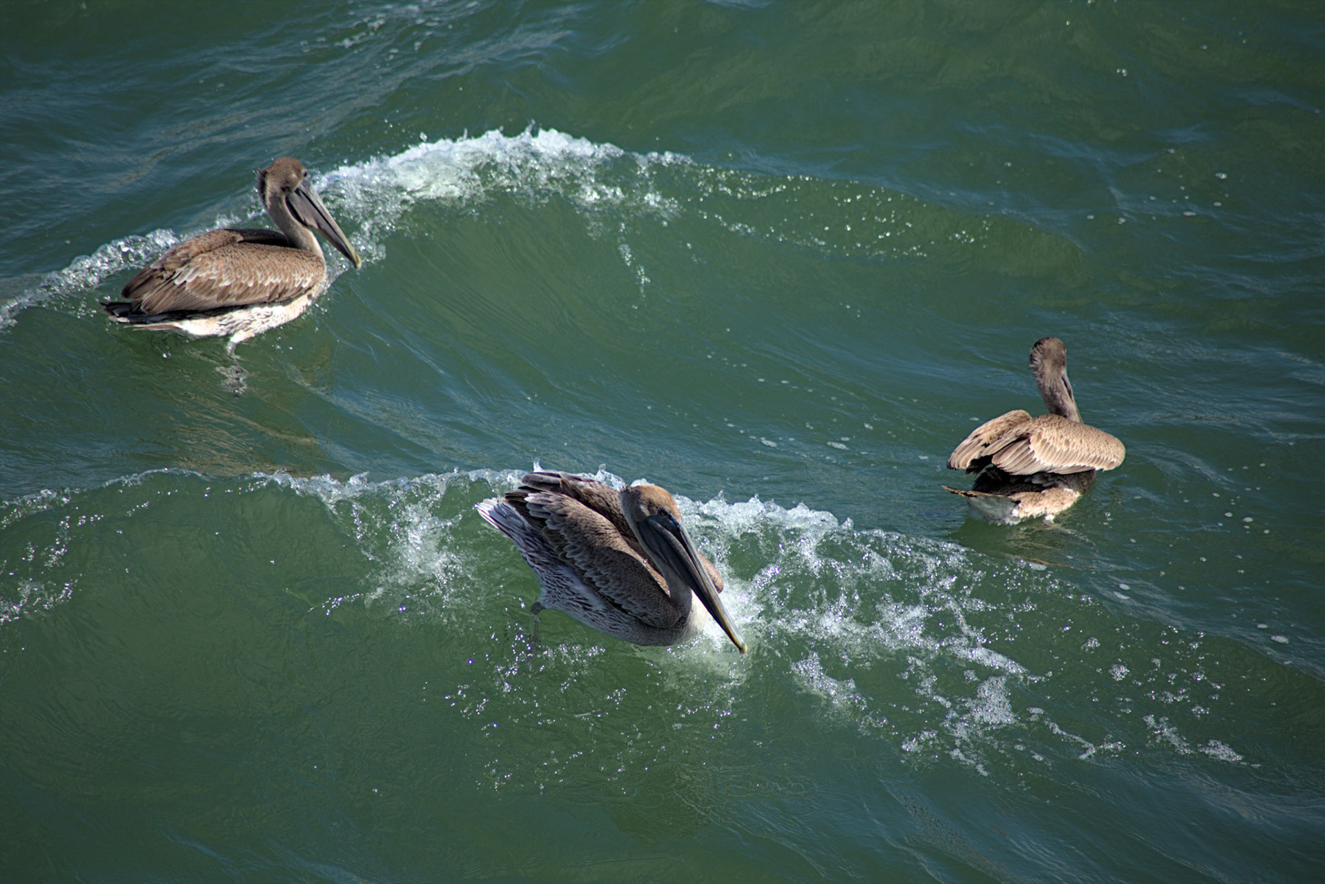 Brown Pelicans @ Bay County PIer - Panama City, FL