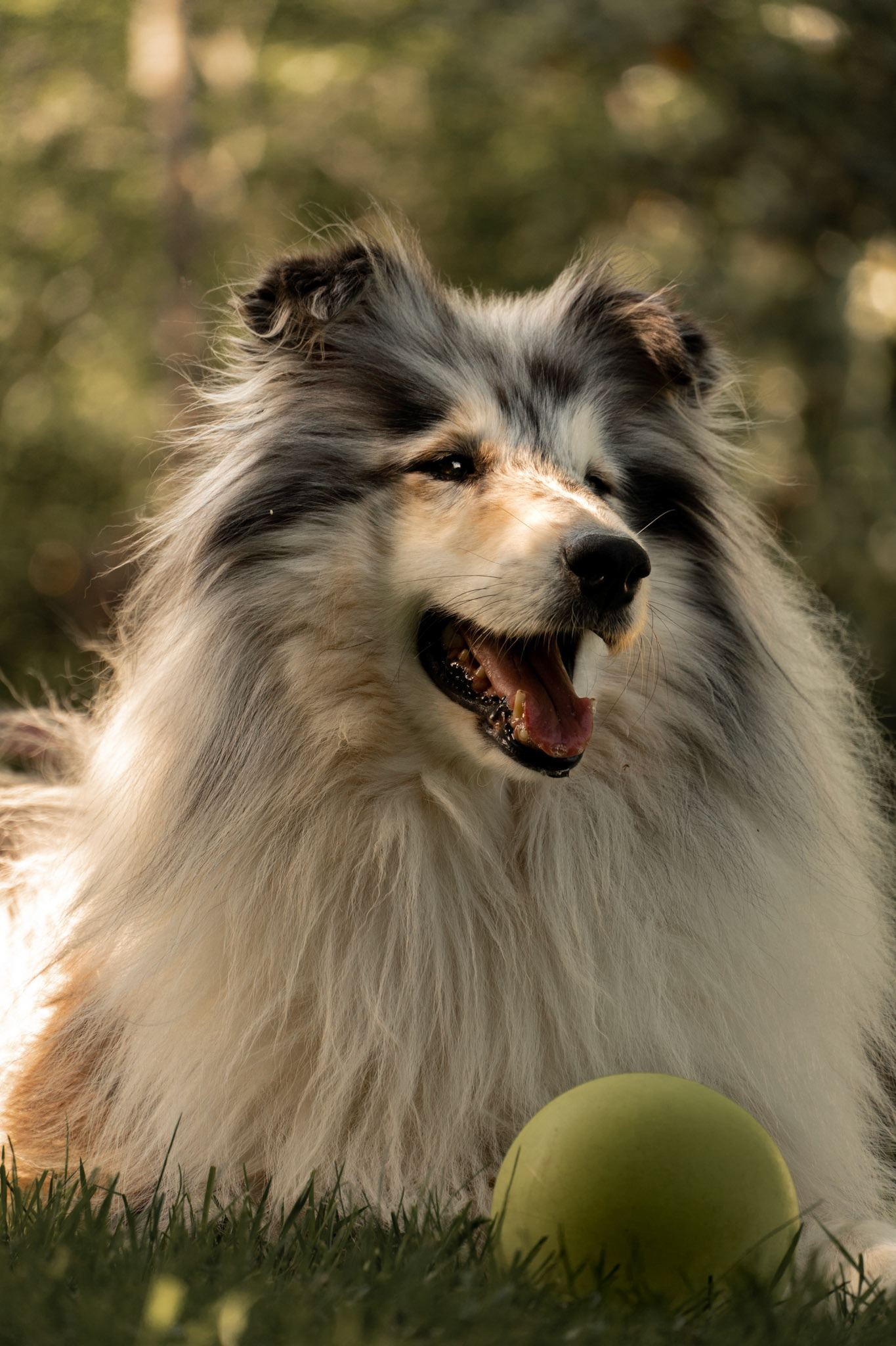 Mon chien avec sa balle