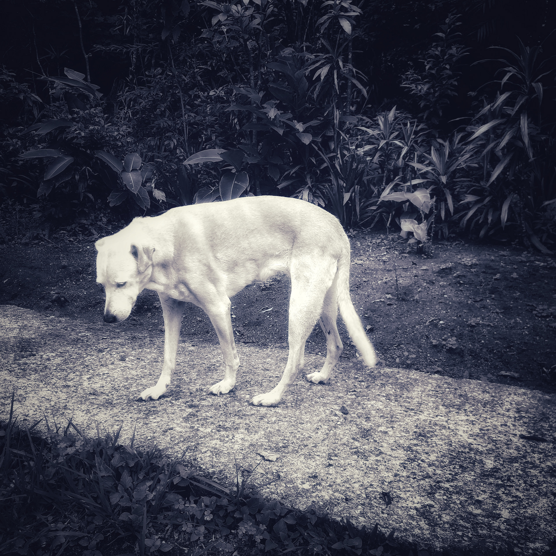 Fotografía de un perro sin nombre