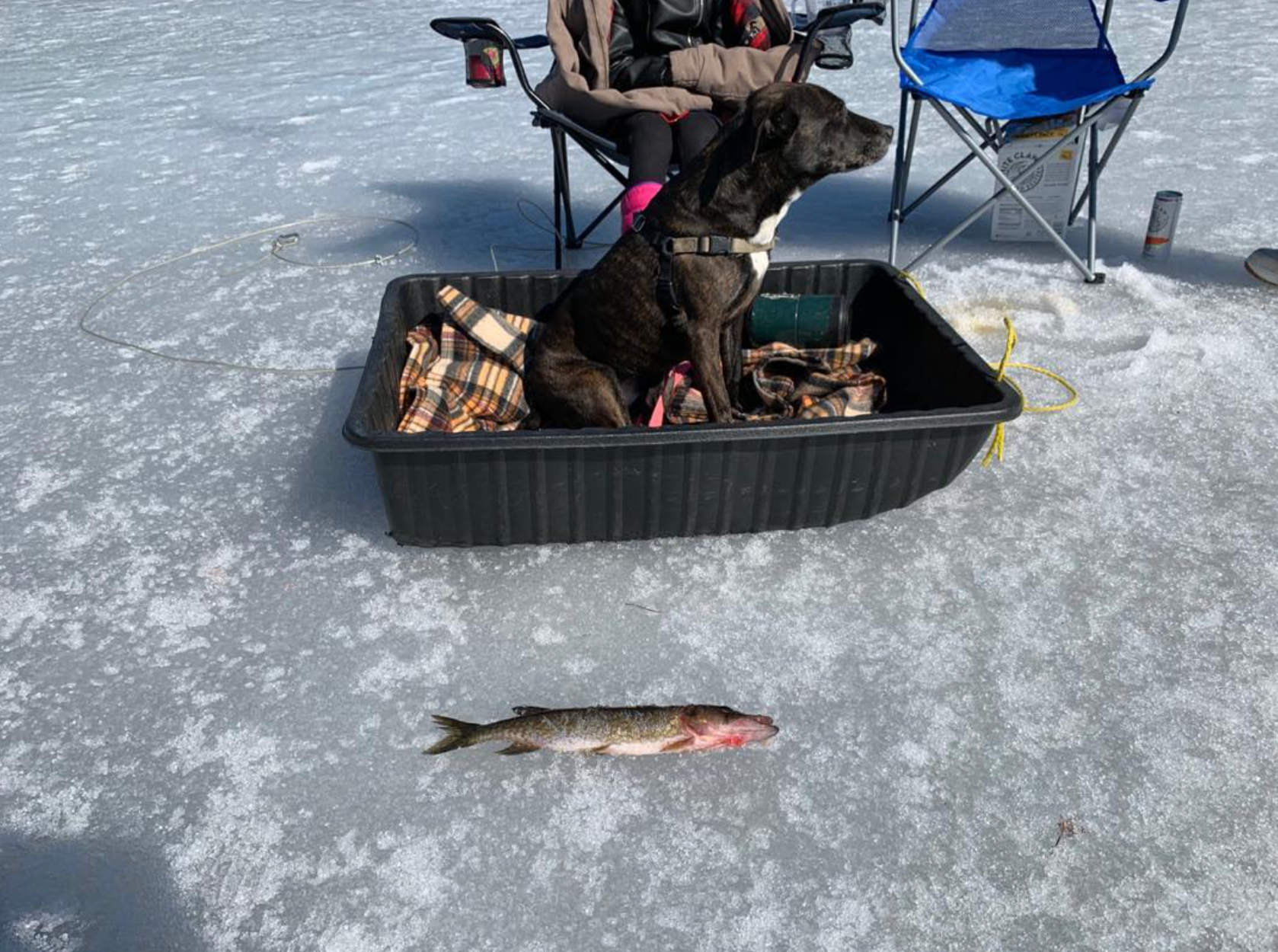 Hannah Dog and the Fish
