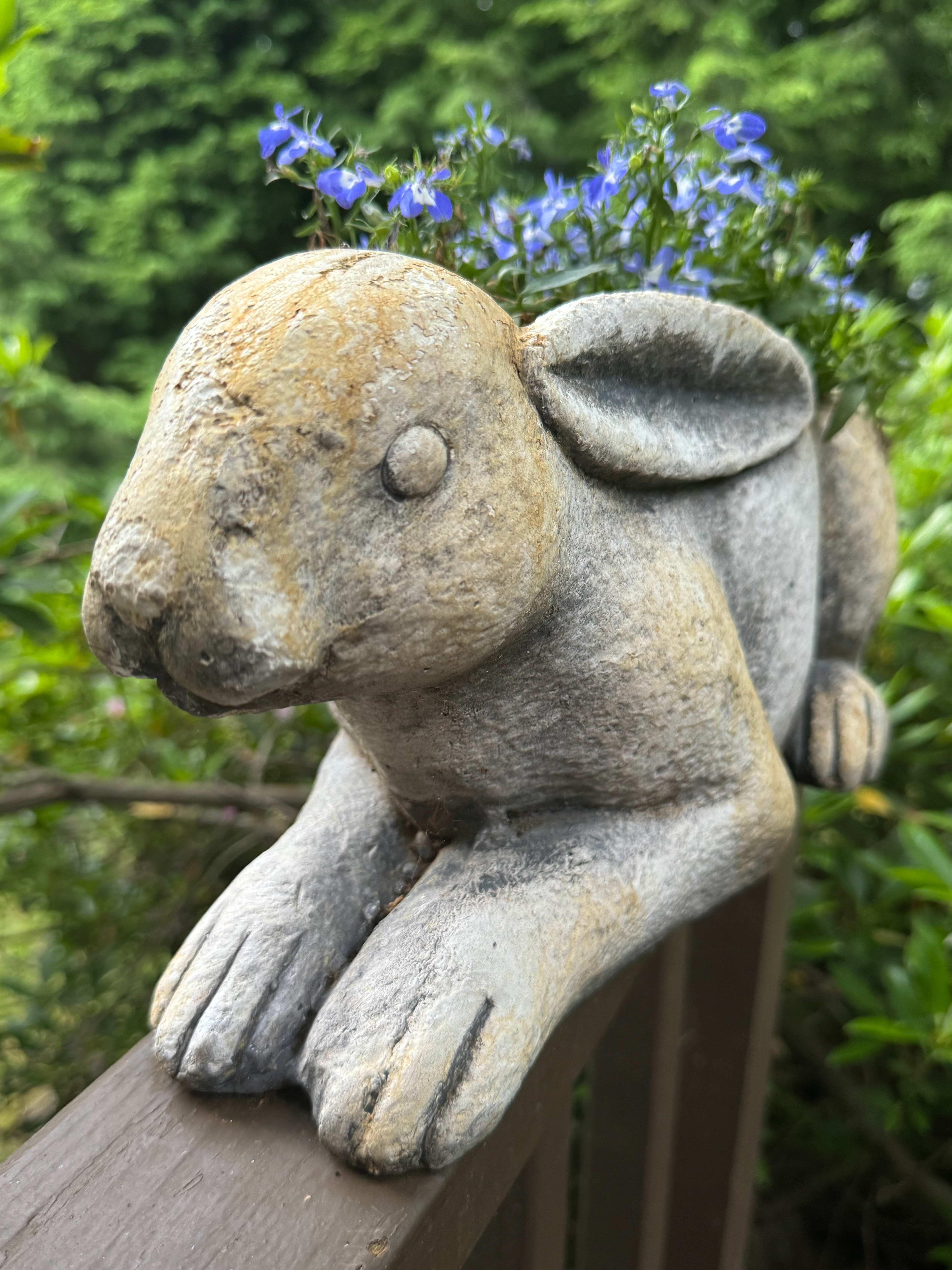 Garden Rabbit