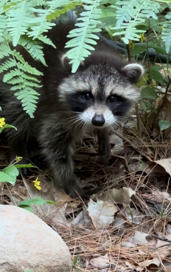 Baby Raccoon