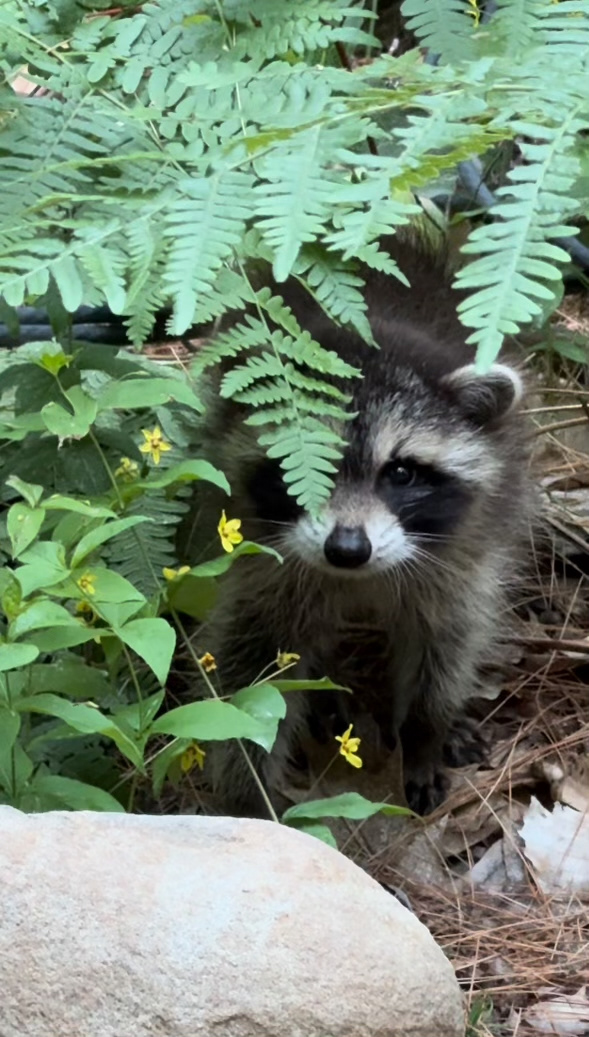Baby Raccoon