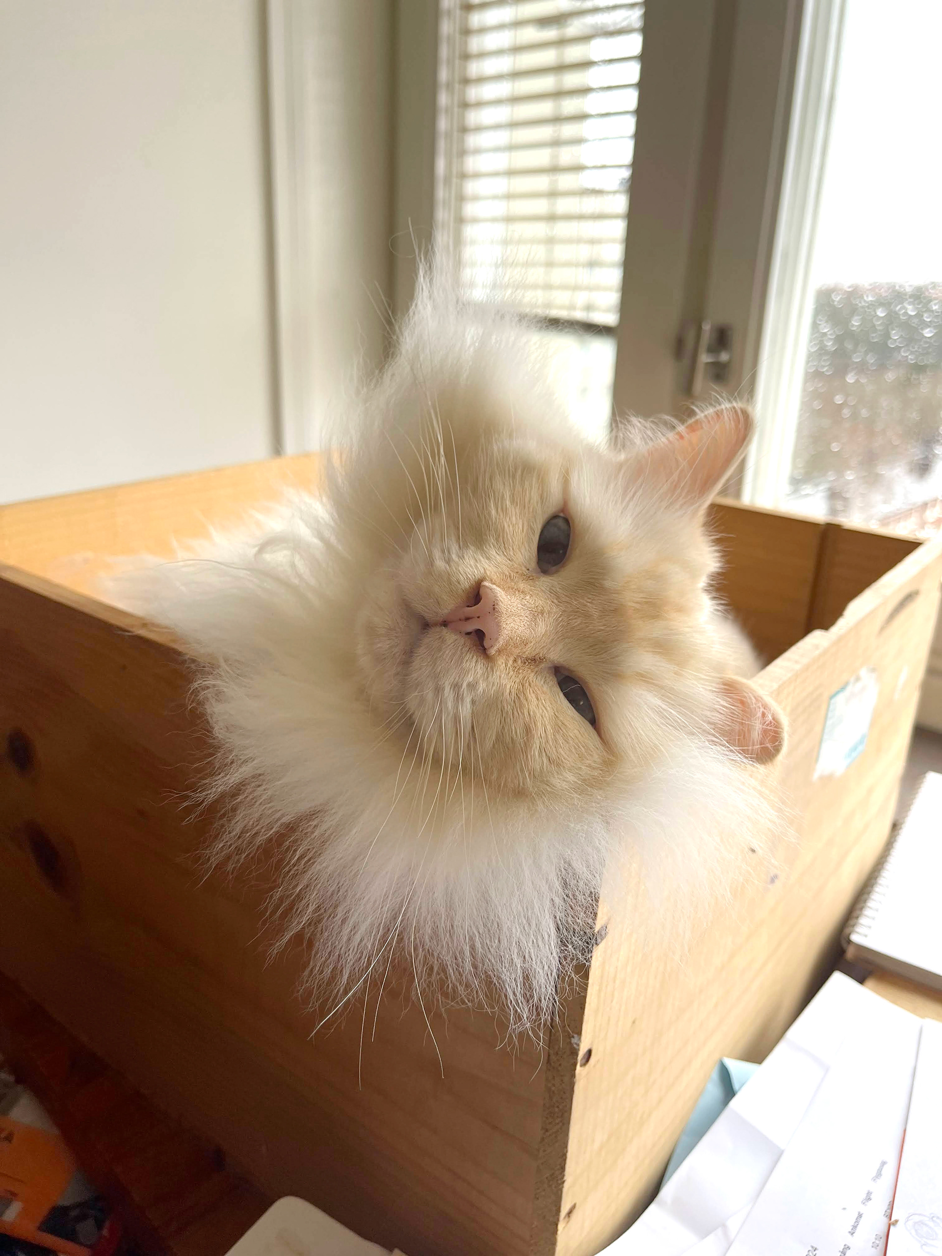Illustrator's assistant Bobby