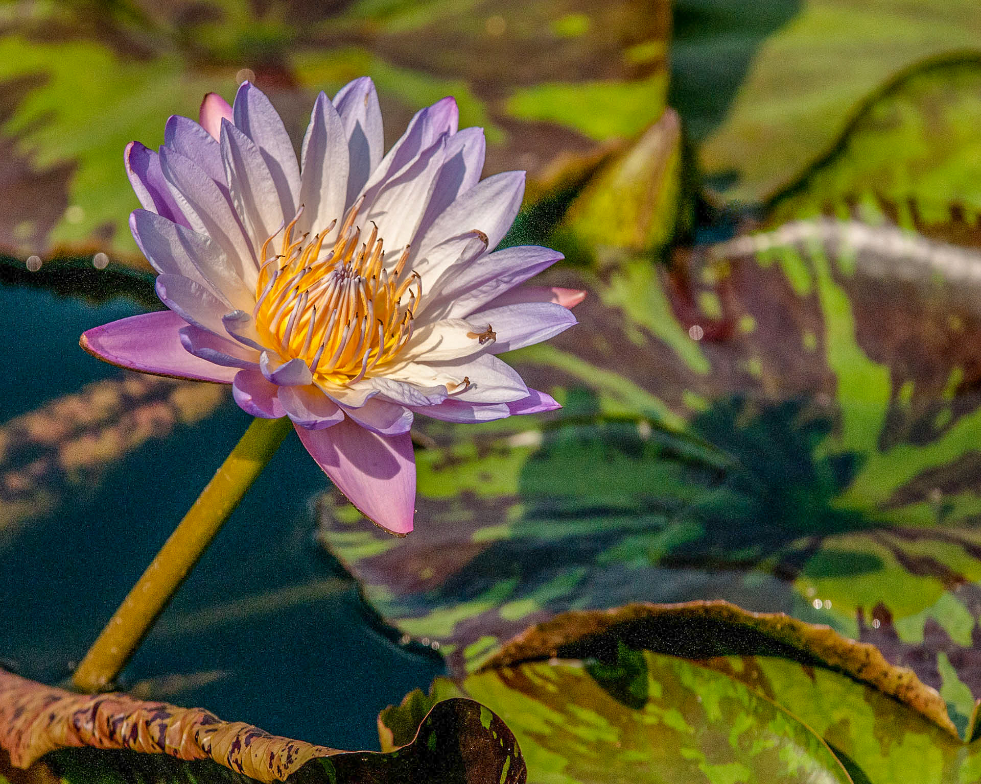 Water lily