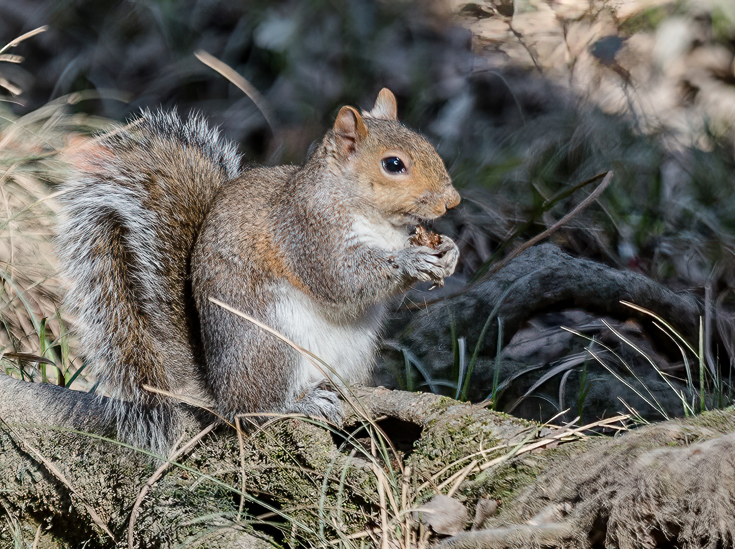 Eastern Gray Squirrel