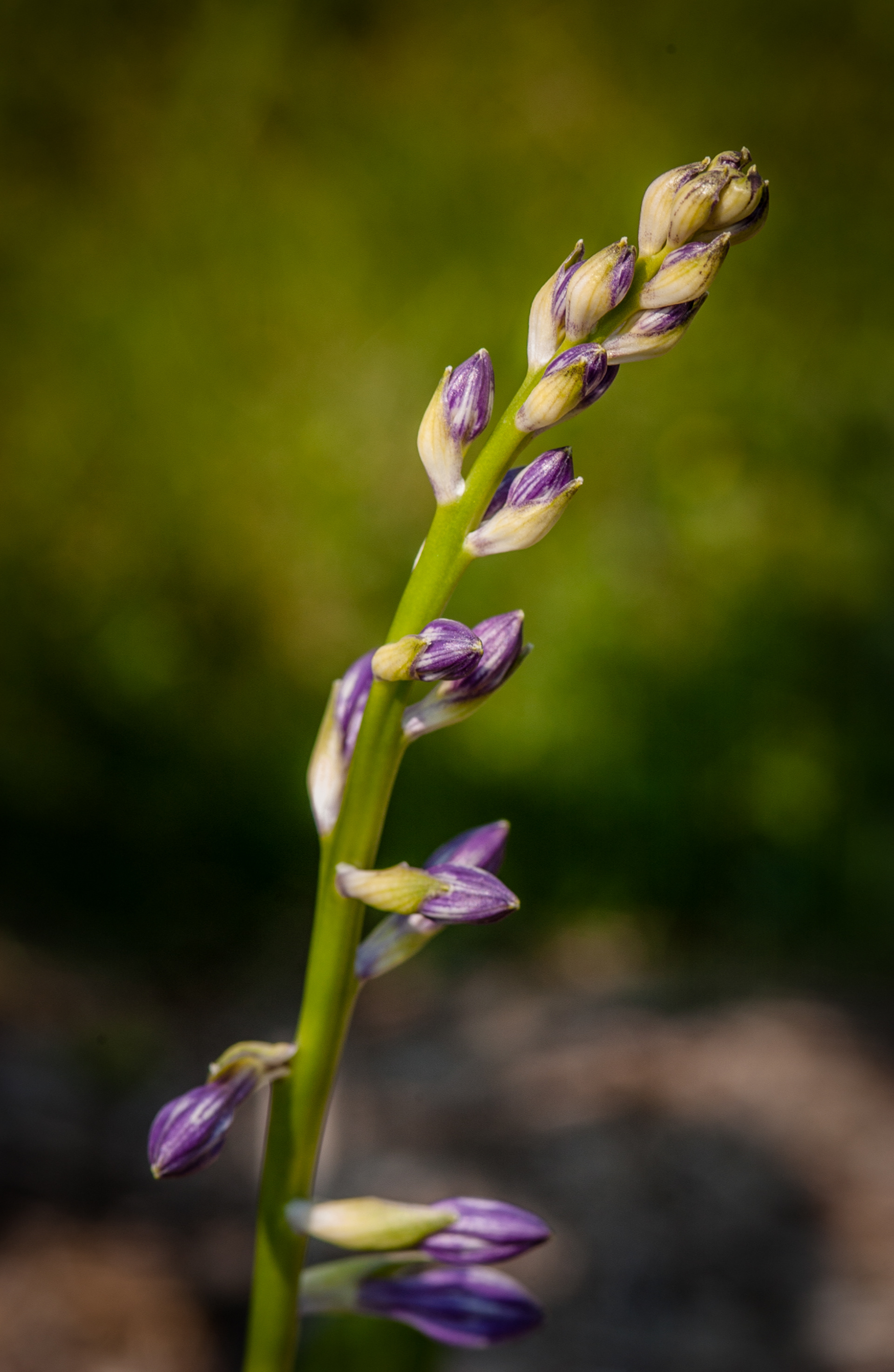 Lavender flowers