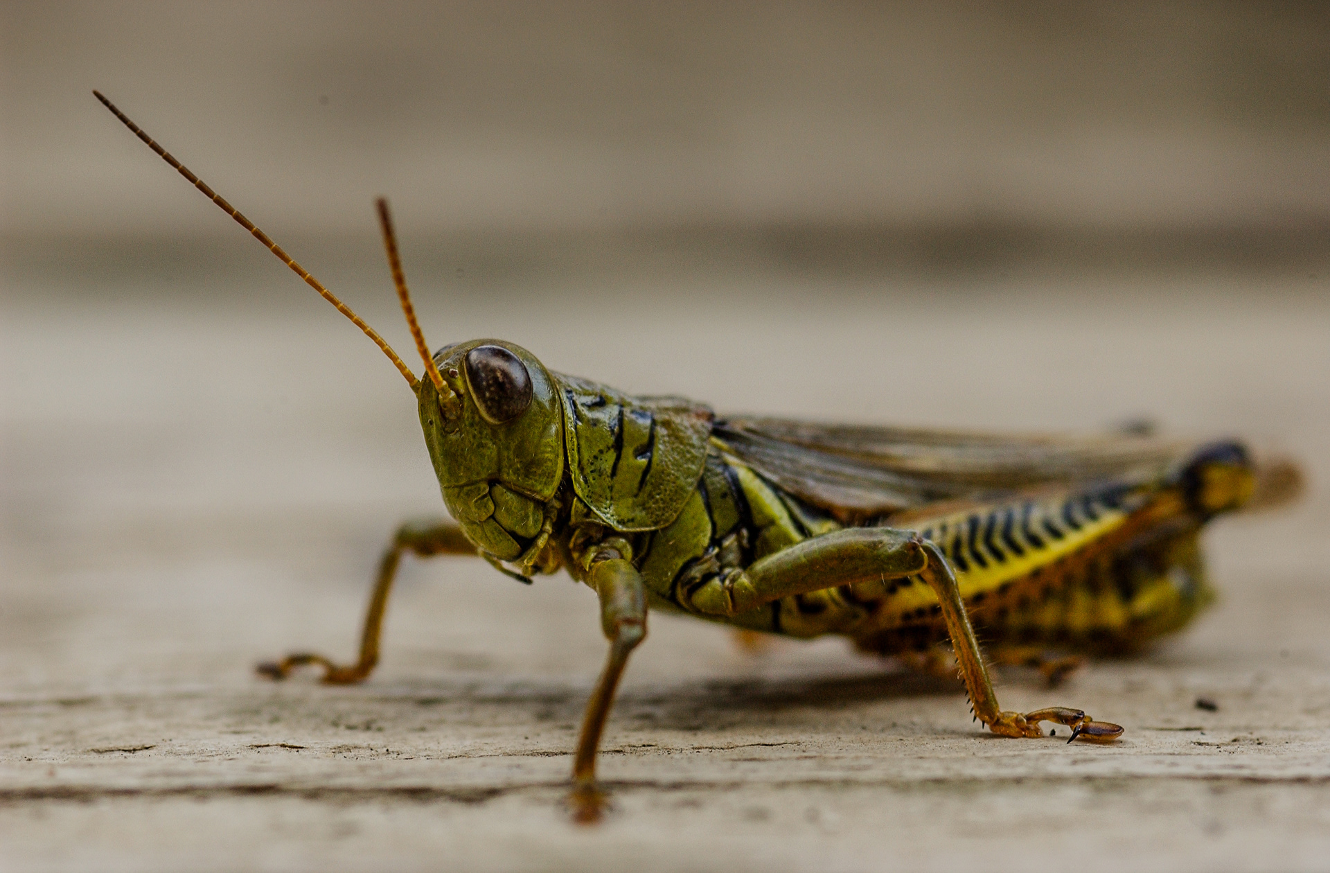Grasshopper