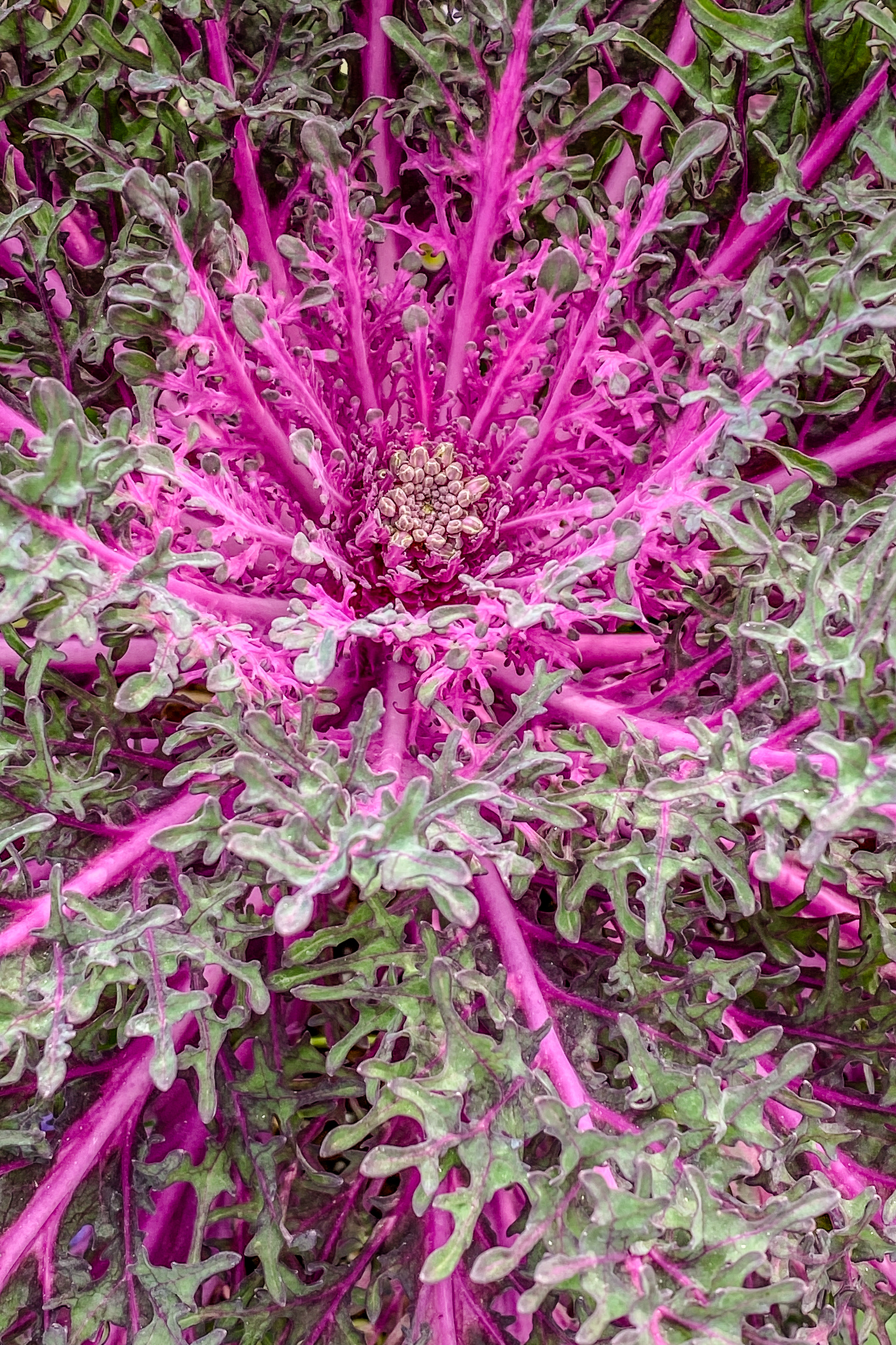 Peacock Red ornamental kale