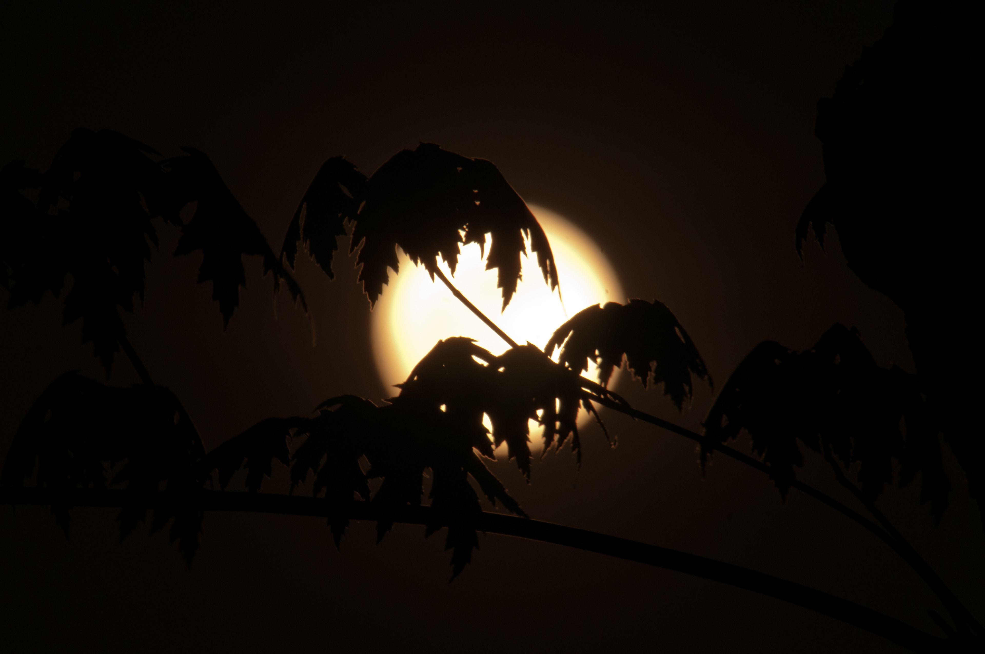 Leaves against moonlight