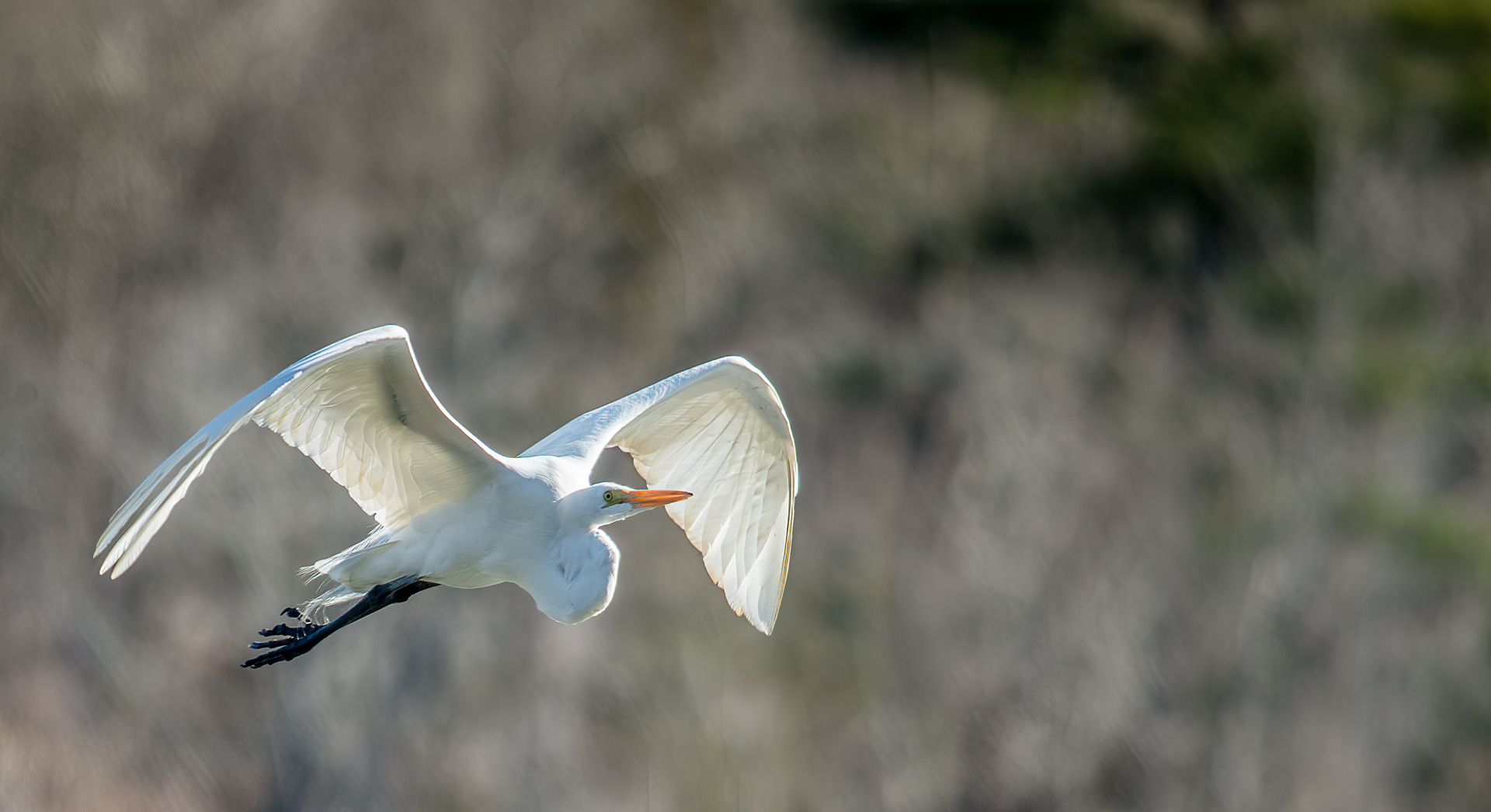 Great Egret