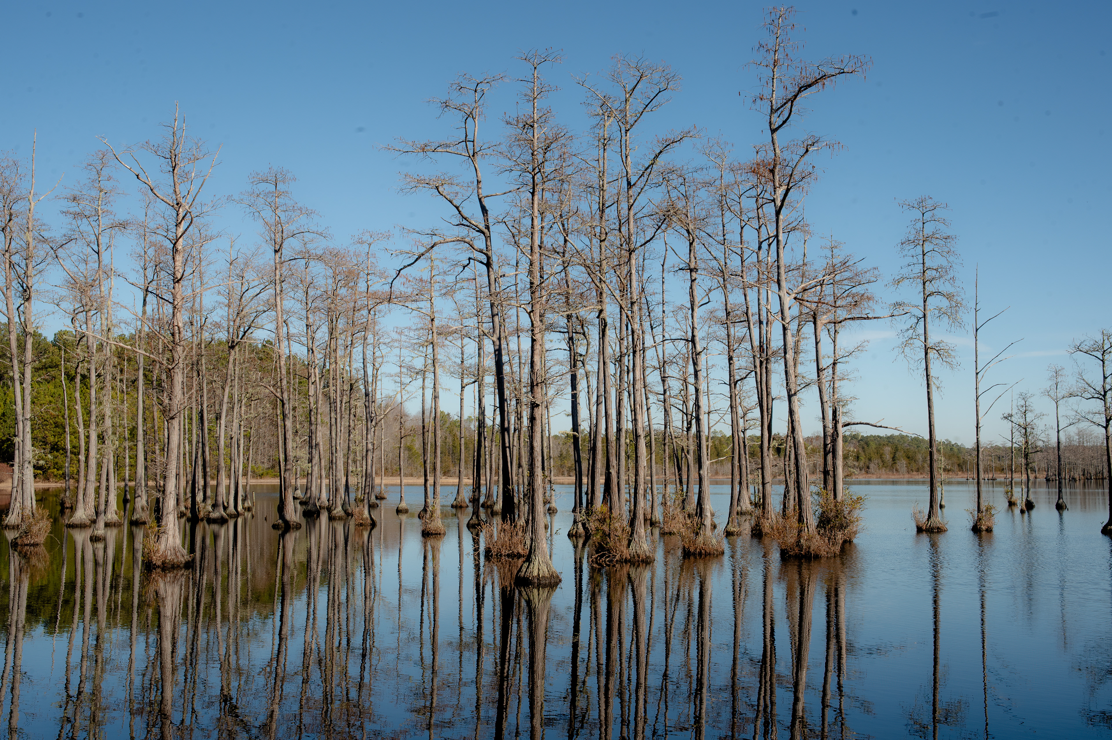 Goodale State Park (Camden SC)