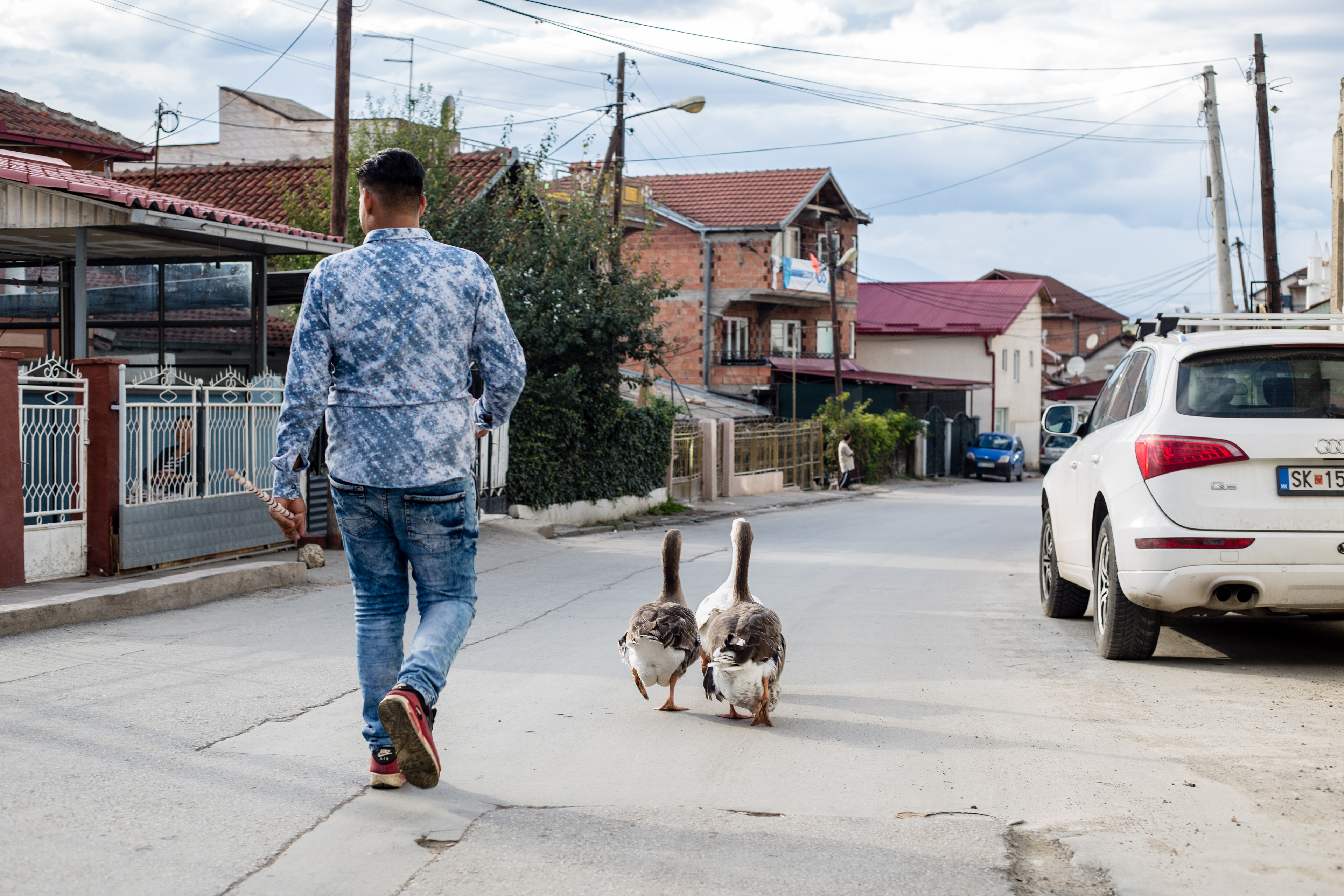 Like this guy walking some geese.