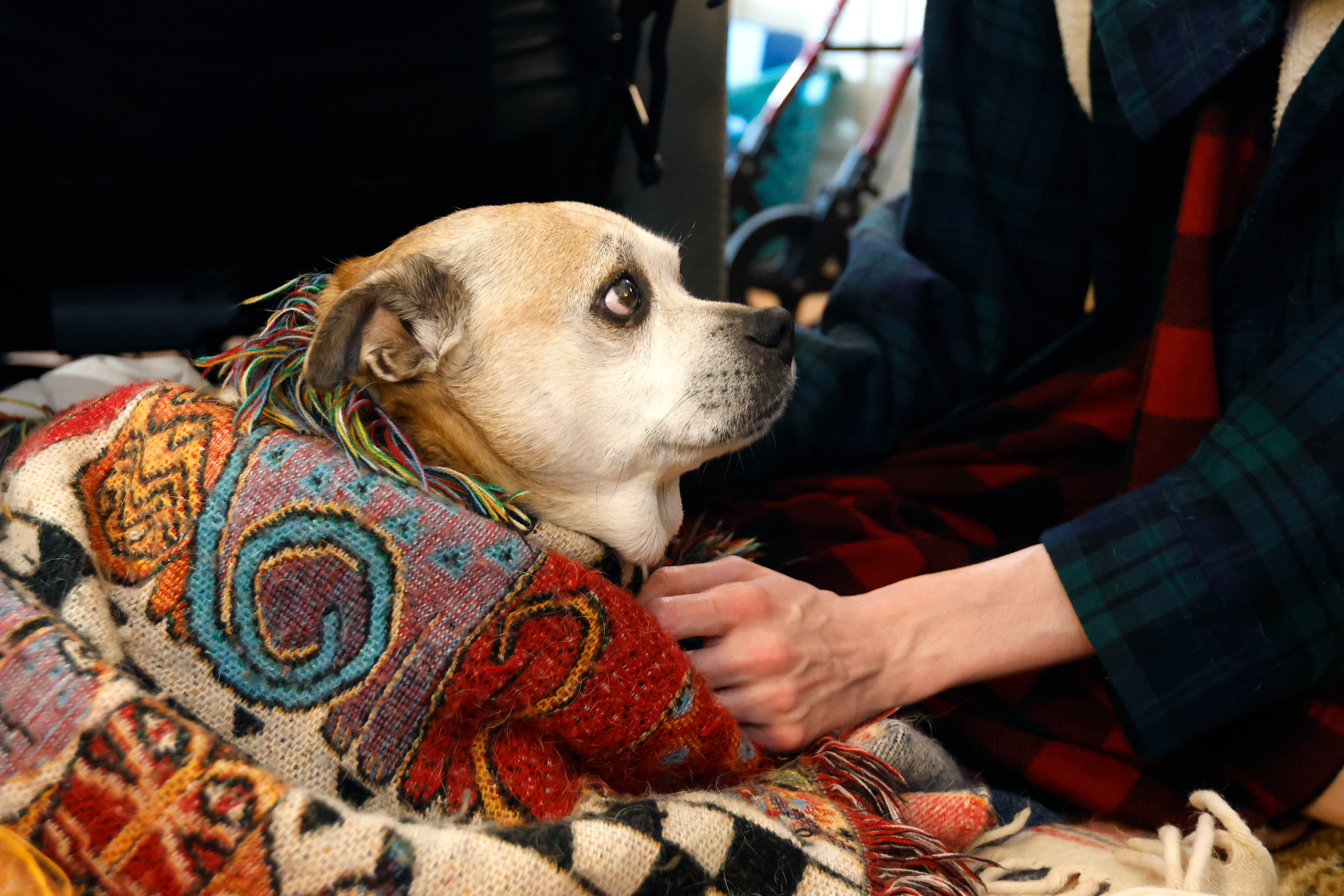 Cindi Weatherly's dog, Manny, sits wrapped in blankets on the floor of their home in Watkinsville, Georgia, on Sunday, February 9, 2025. Manny lay at the foot of Weatherly's armchair throughout the entire church service livestream.