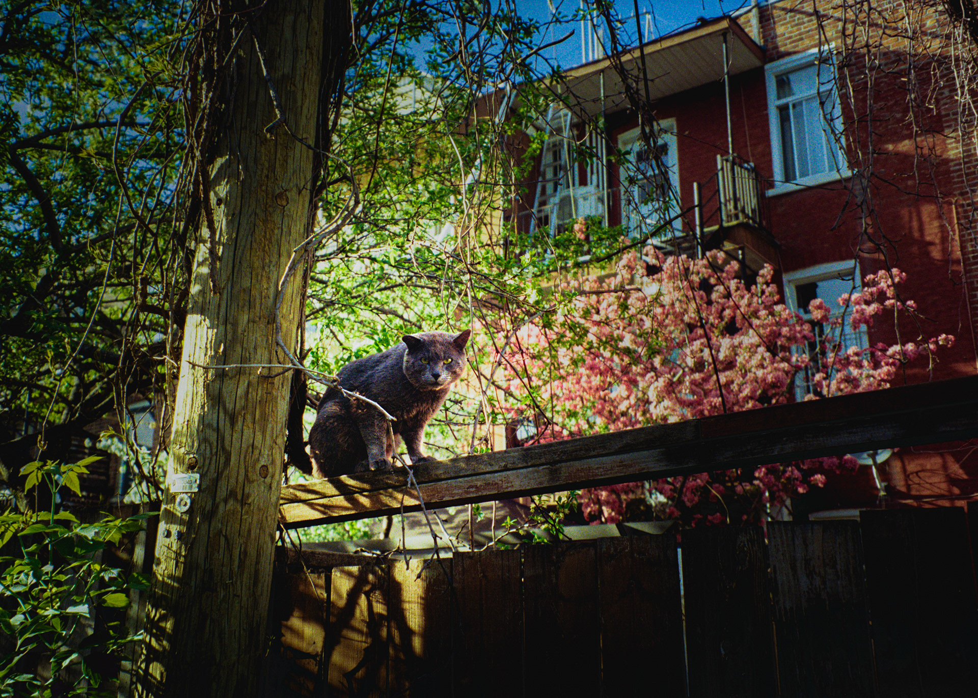 Toronto - Argentique
