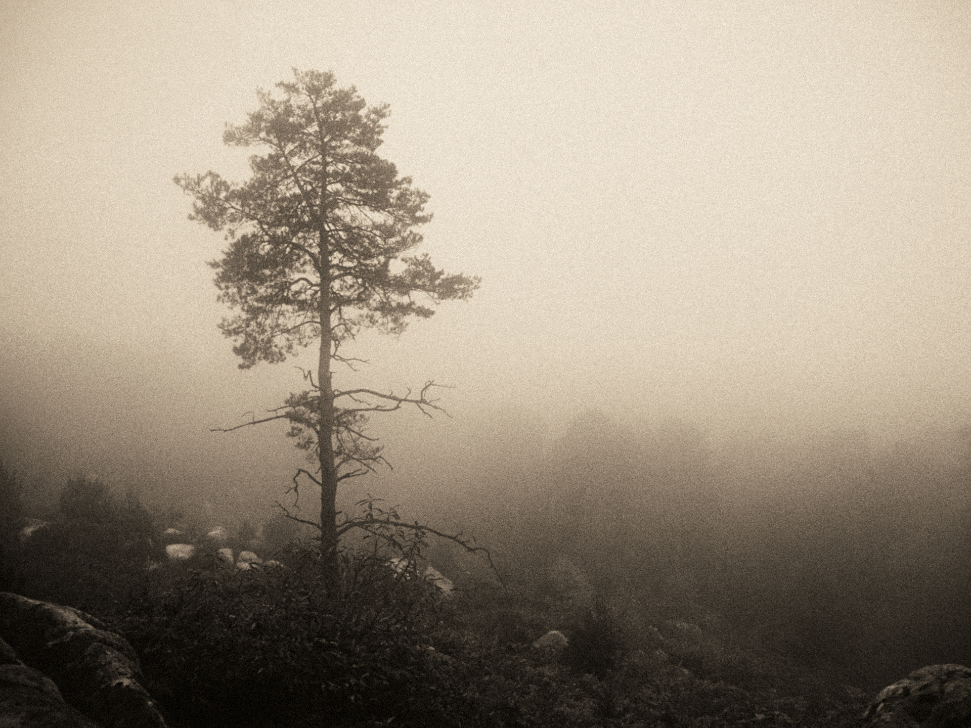 Fontainebleau - Argentique