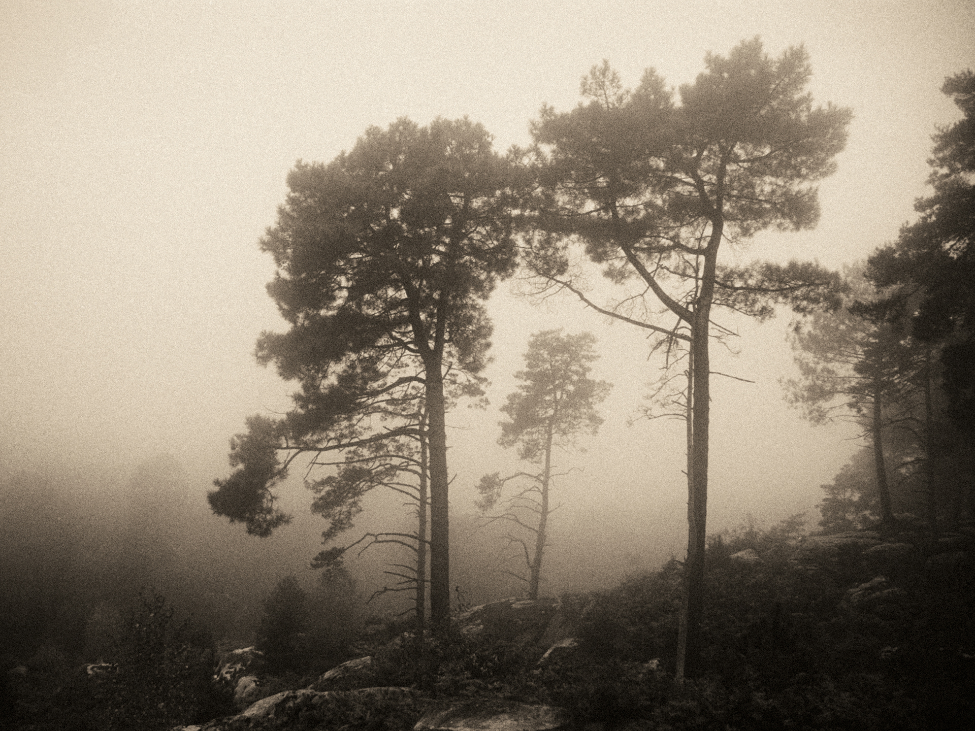 Fontainebleau - Argentique