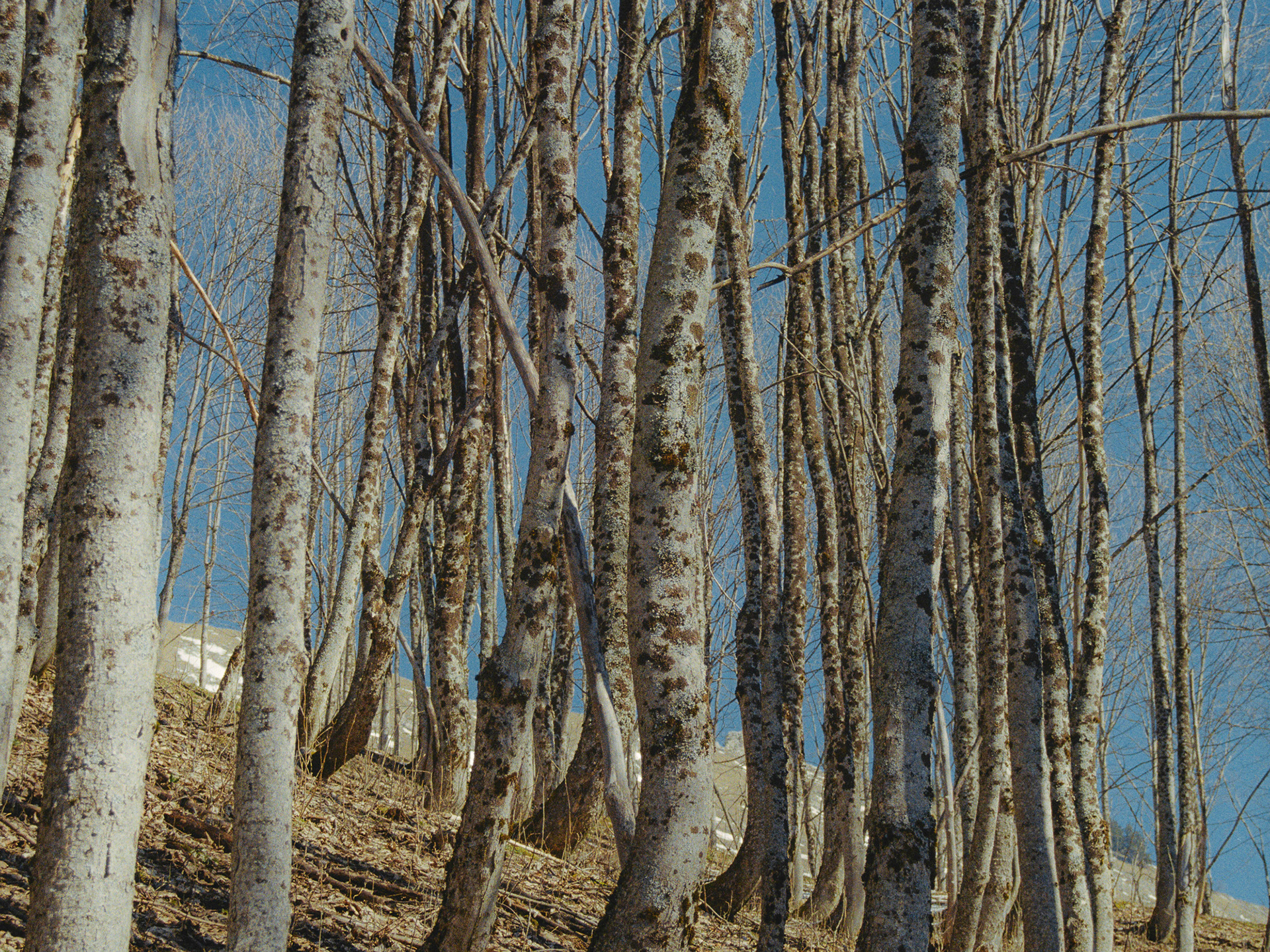 Morzine - Argentique