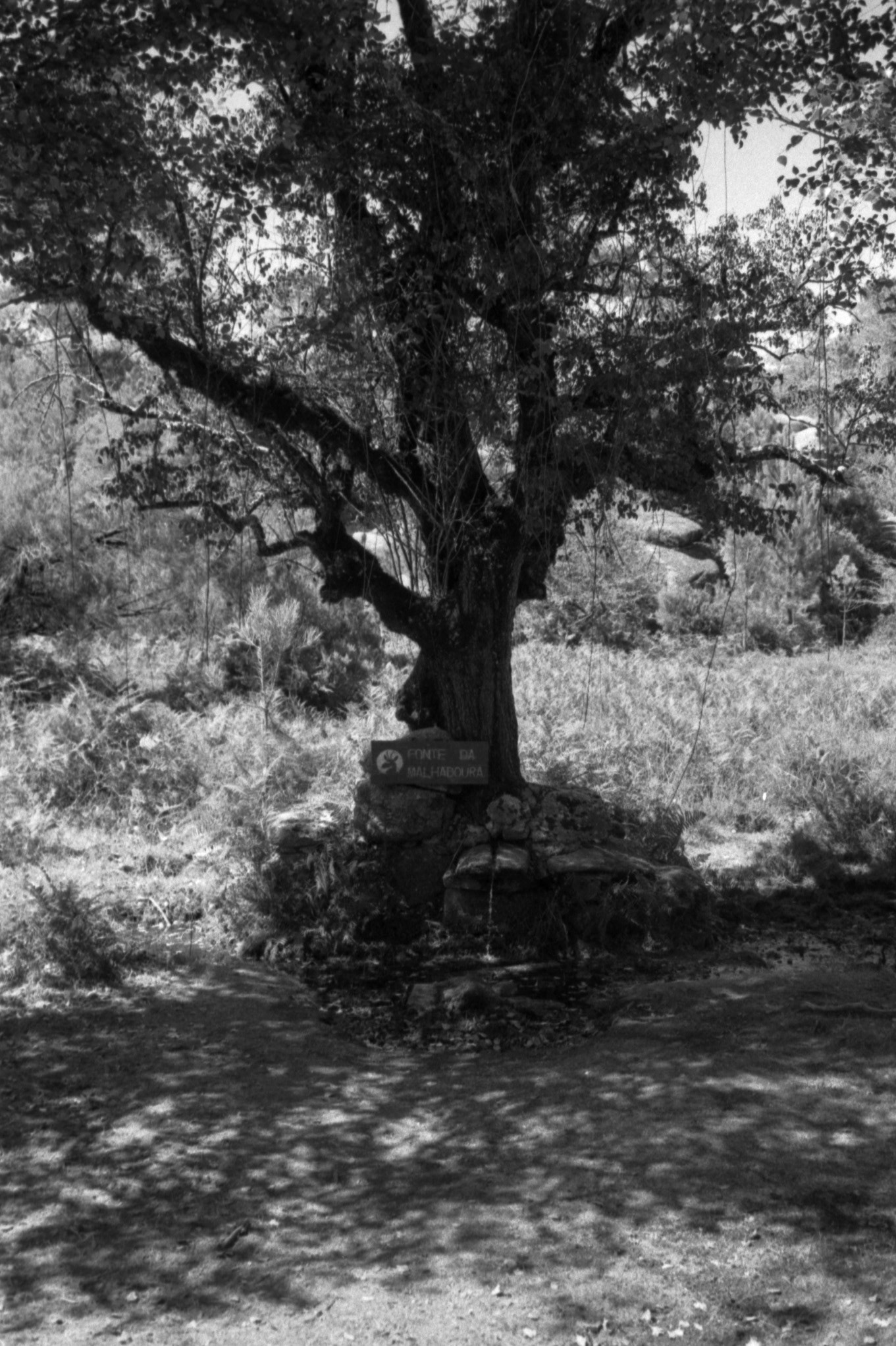 Spring water fountain, Gerês, Portugal 2020