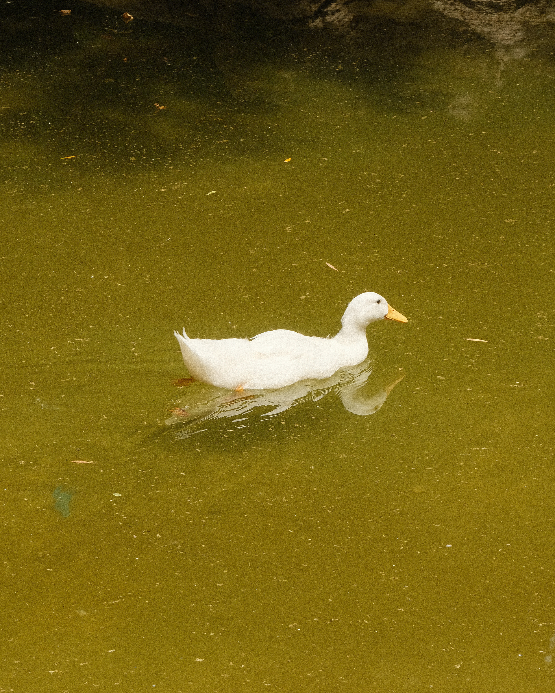 ATHENS NATIONAL GARDEN